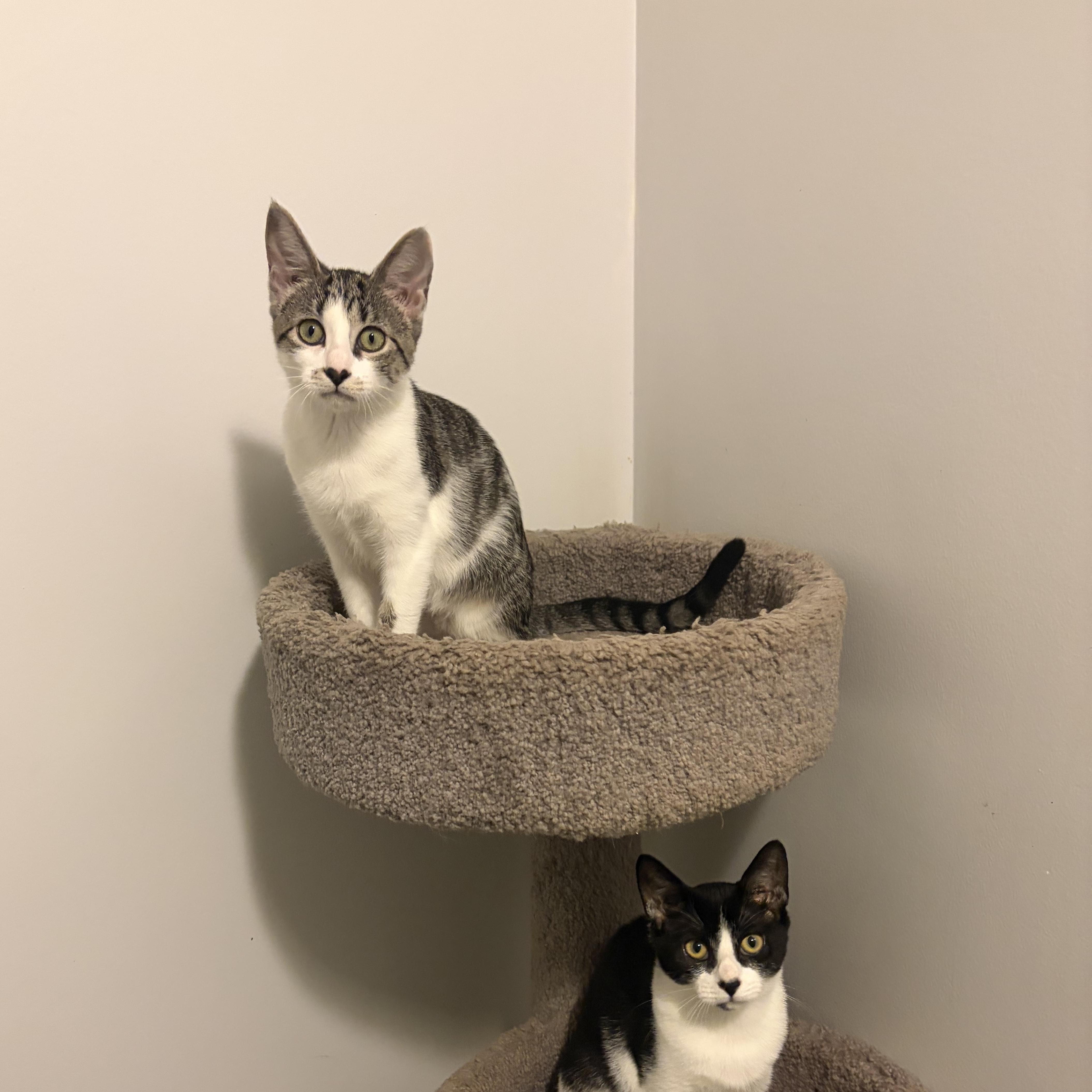 Enlarge BUBBLES, a Adoptable Domestic Short Hair in Hamilton, NJ image 3/5