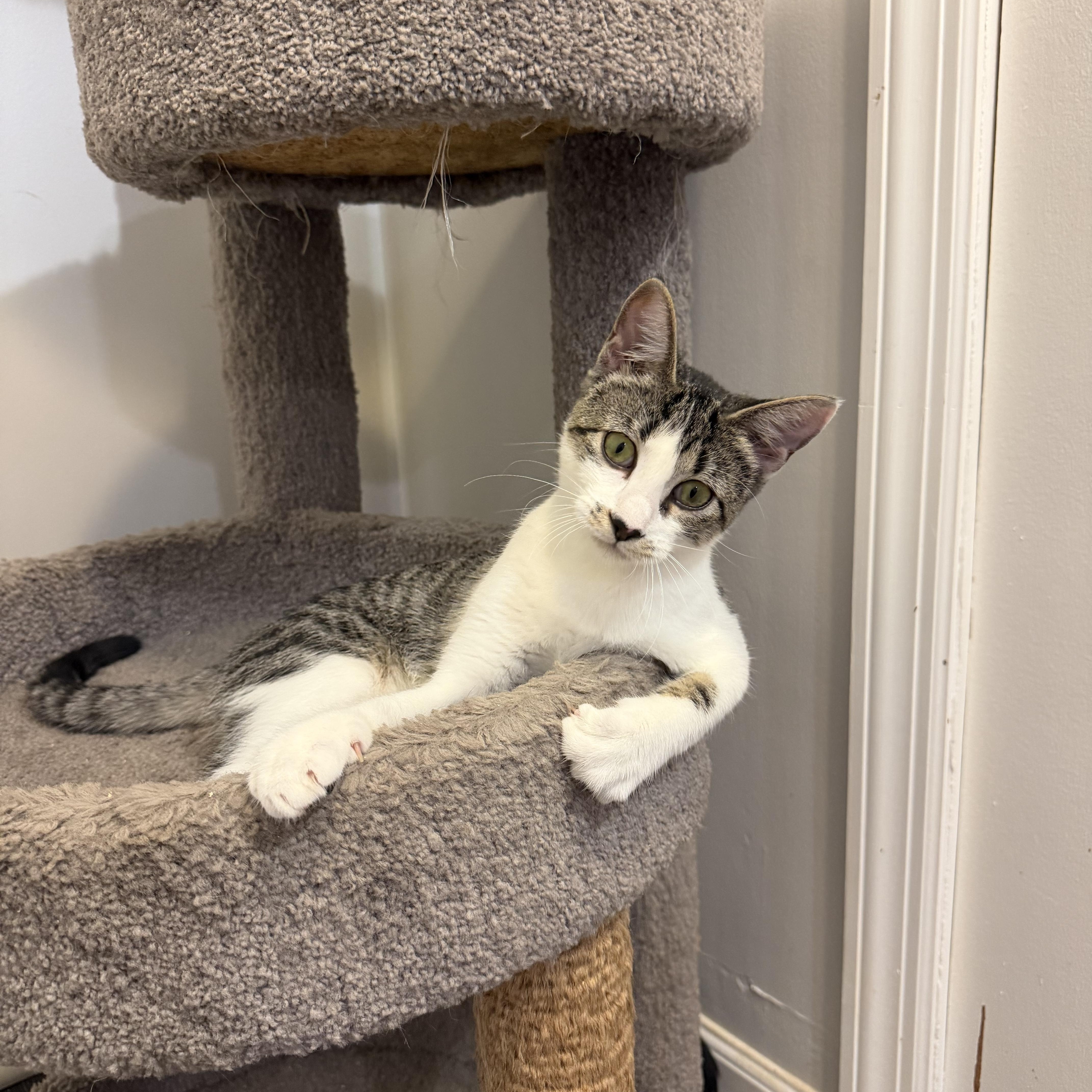 Enlarge BUBBLES, a Adoptable Domestic Short Hair in Hamilton, NJ image 2/5