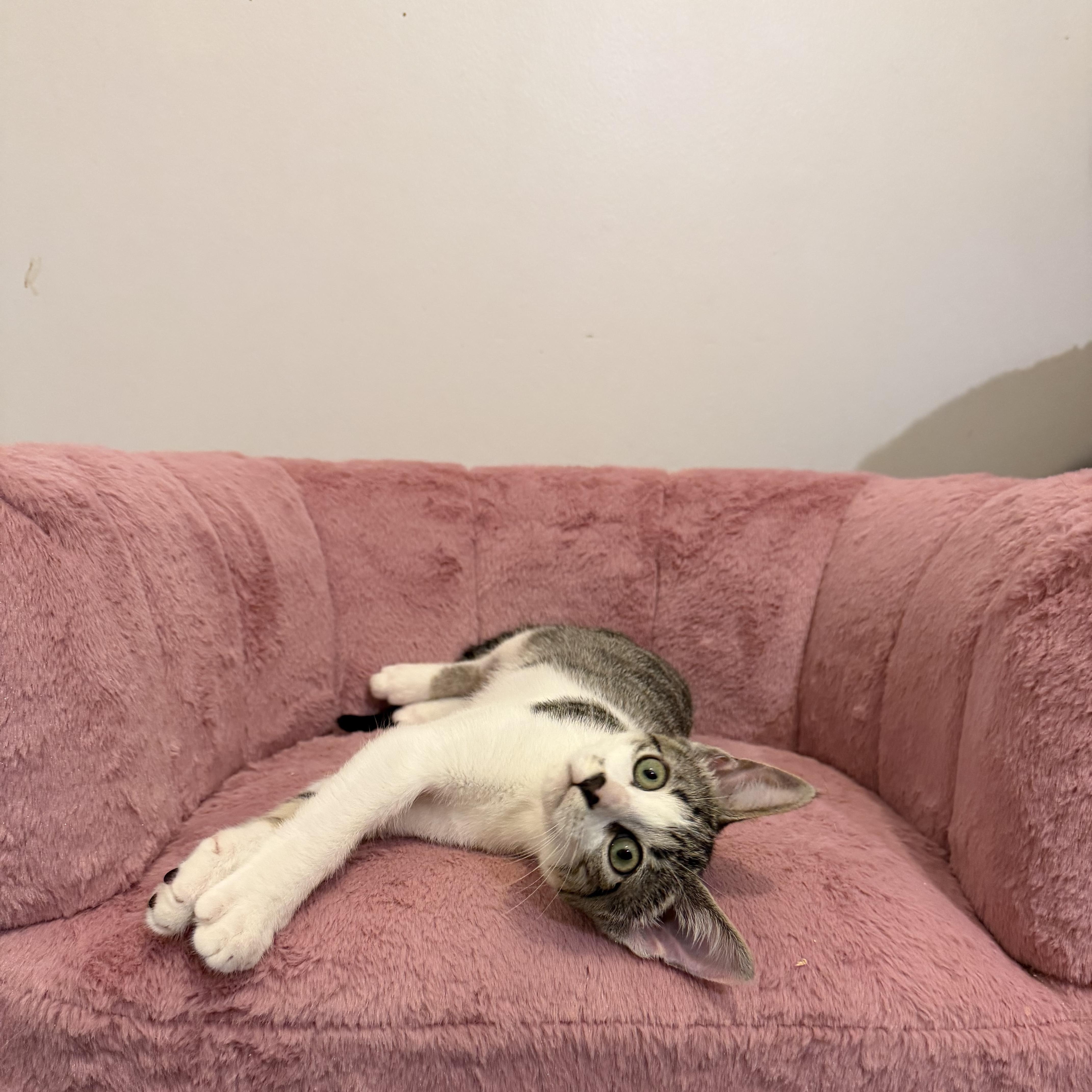 Enlarge BUBBLES, a Adoptable Domestic Short Hair in Hamilton, NJ image 4/5