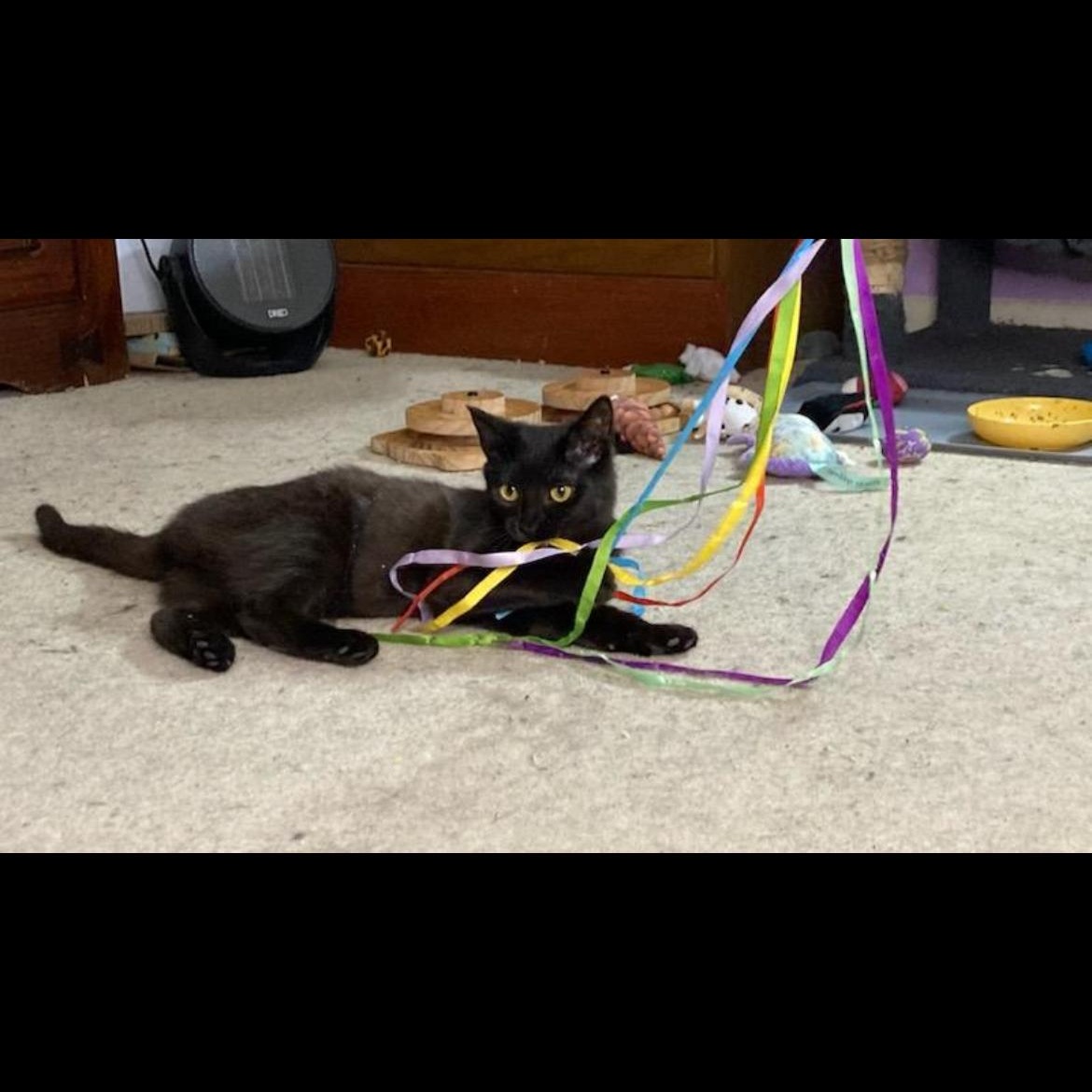 Sabrina, ADOPTABLE, Kitten Female Domestic Short Hair.