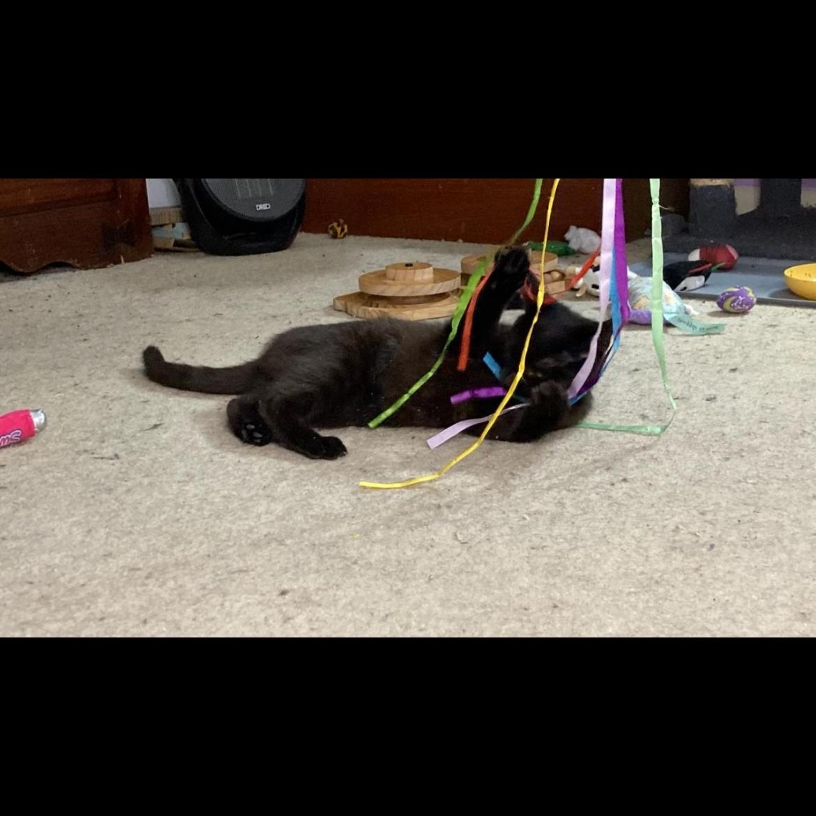 Sabrina, a ADOPTABLE Domestic Short Hair in Brockport, NY image 5/5