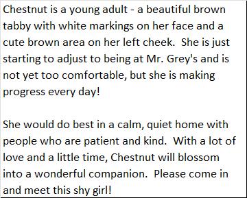 Enlarge Sabrina, a ADOPTABLE Domestic Short Hair in Brockport, NY image 1/2