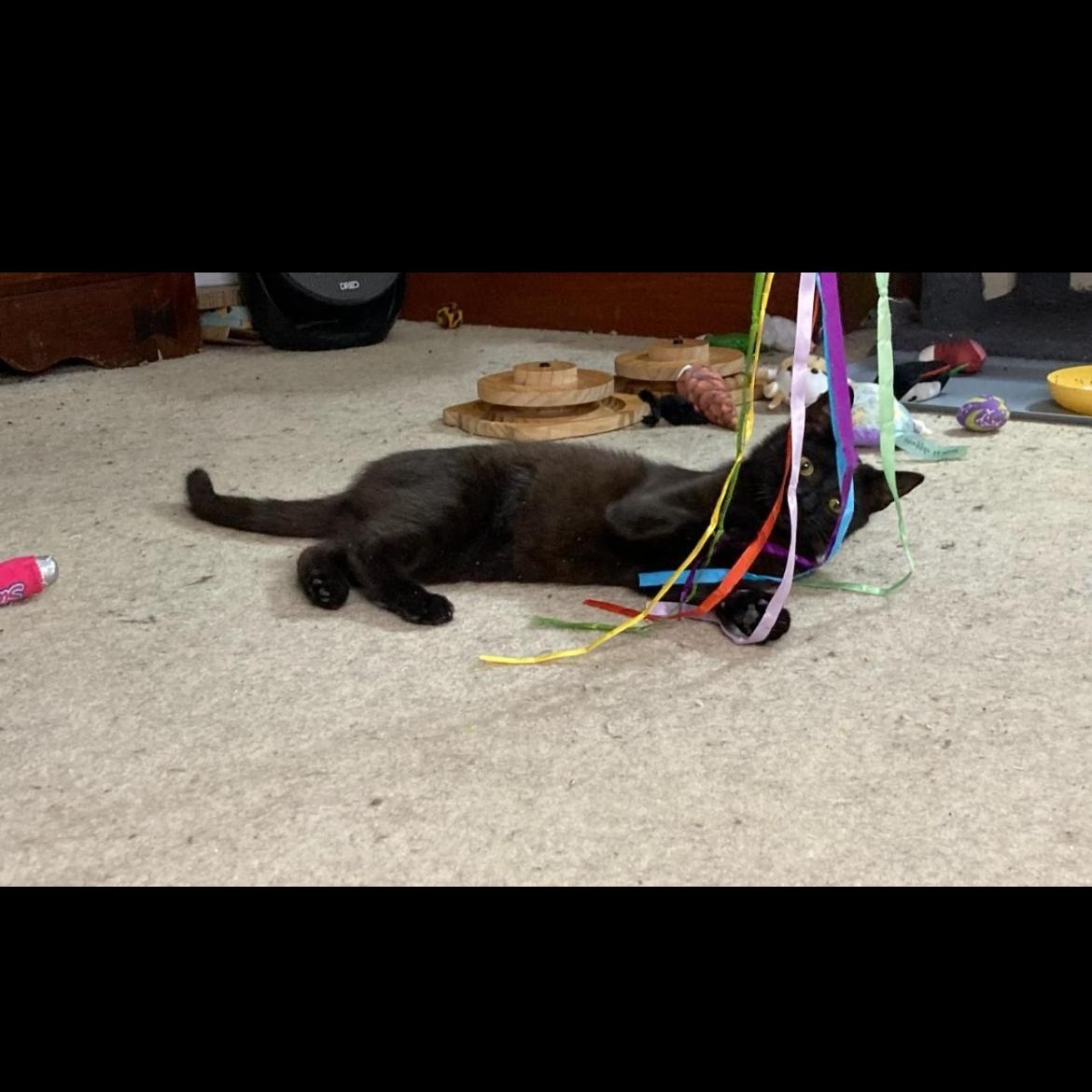 Sabrina, a ADOPTABLE Domestic Short Hair in Brockport, NY image 3/5