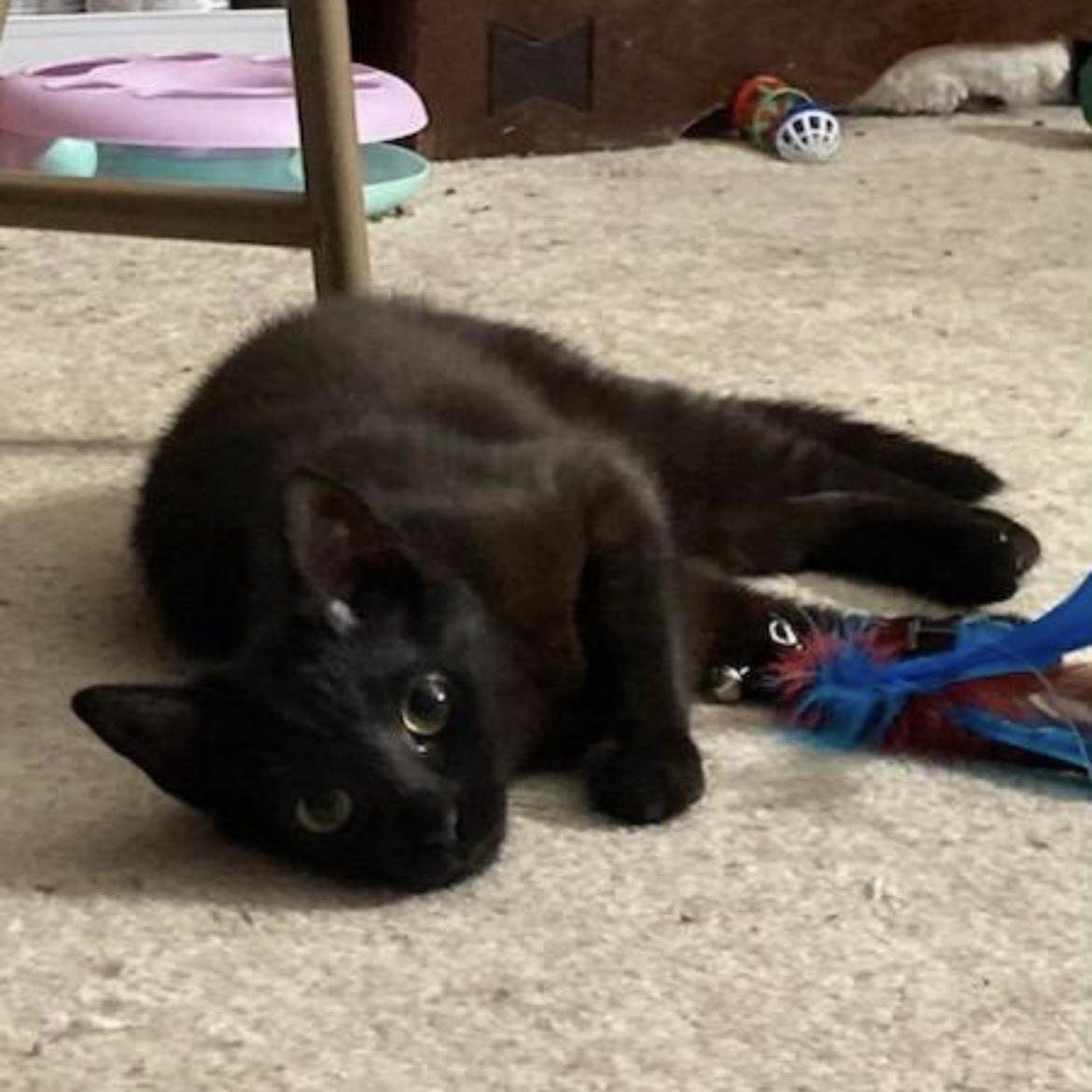 Sabrina, a ADOPTABLE Domestic Short Hair in Brockport, NY image 2/5