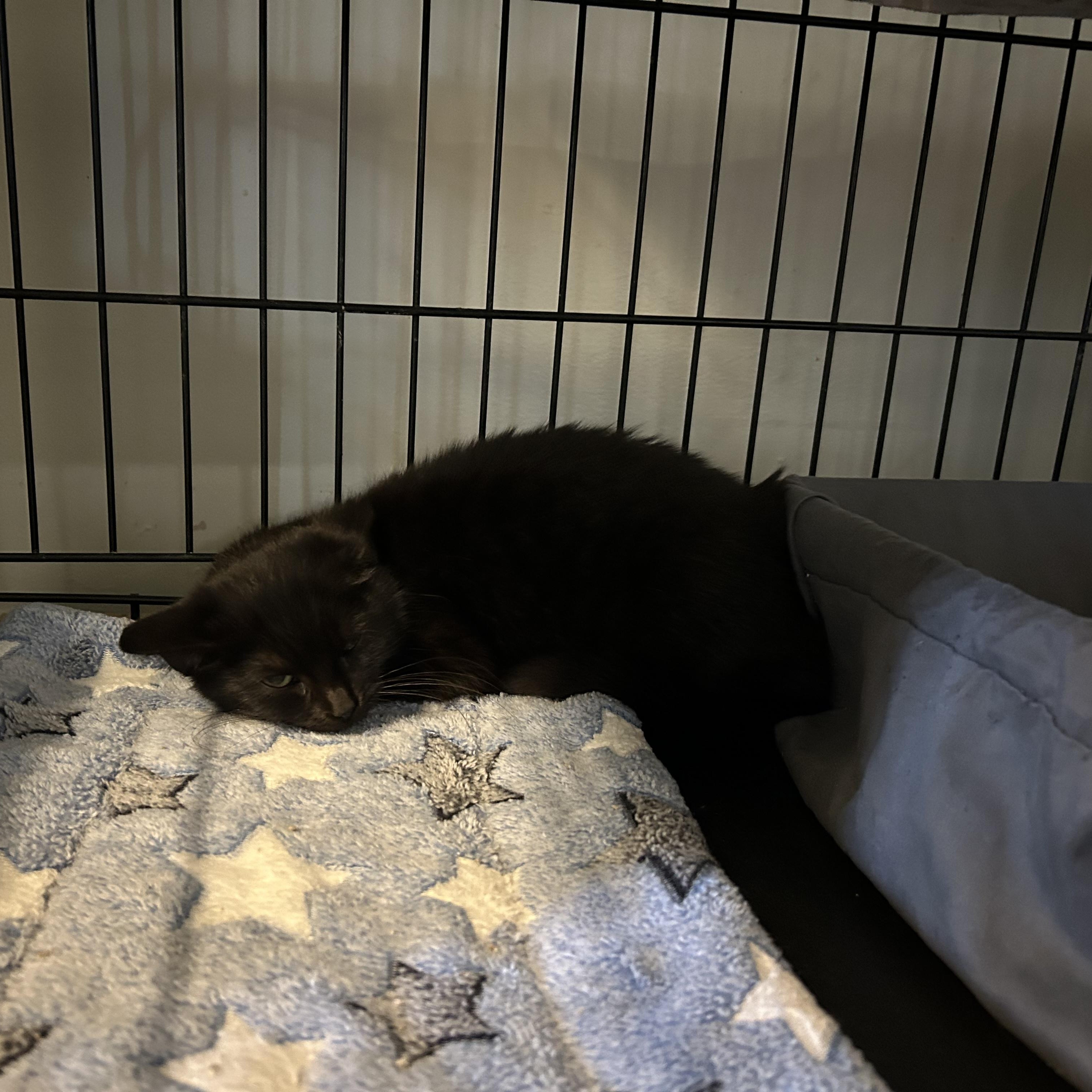 Enlarge Sabrina, a ADOPTABLE Domestic Short Hair in Brockport, NY image 1/1