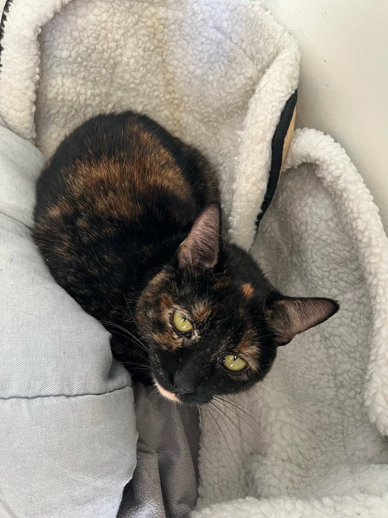 Lucy, a Adoptable mixed breed in New York, NY image 2/6