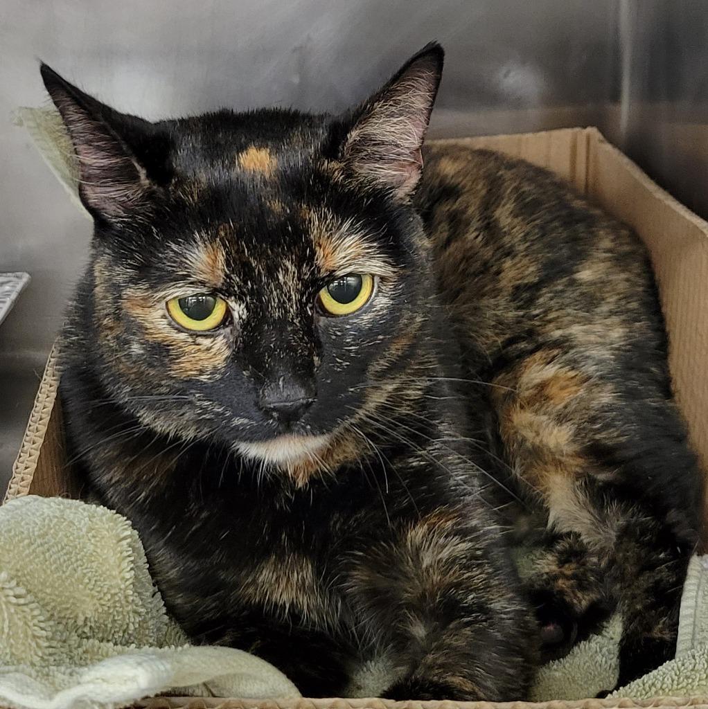 Lucy, a Adoptable mixed breed in New York, NY image 4/6