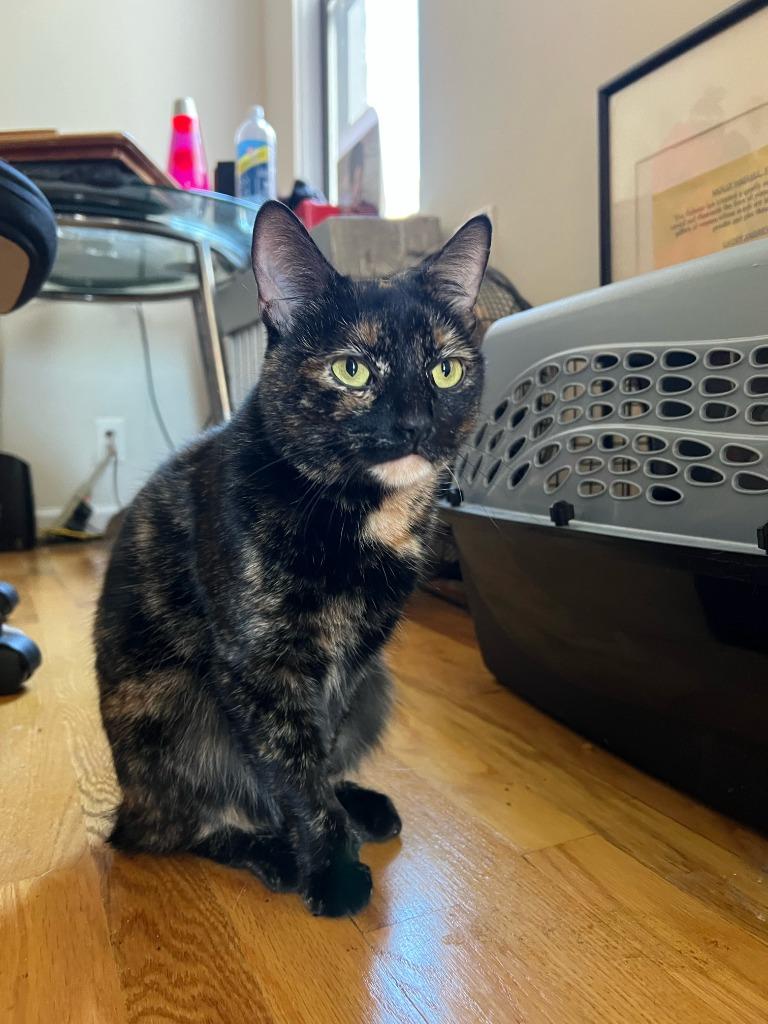 Enlarge Lucy, a Adoptable mixed breed in New York, NY image 4/6