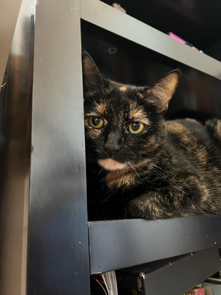 Enlarge Lucy, a Adoptable mixed breed in New York, NY image 6/6