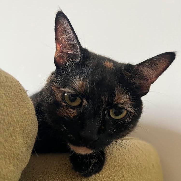 Lucy, a Adoptable mixed breed in New York, NY image 6/6