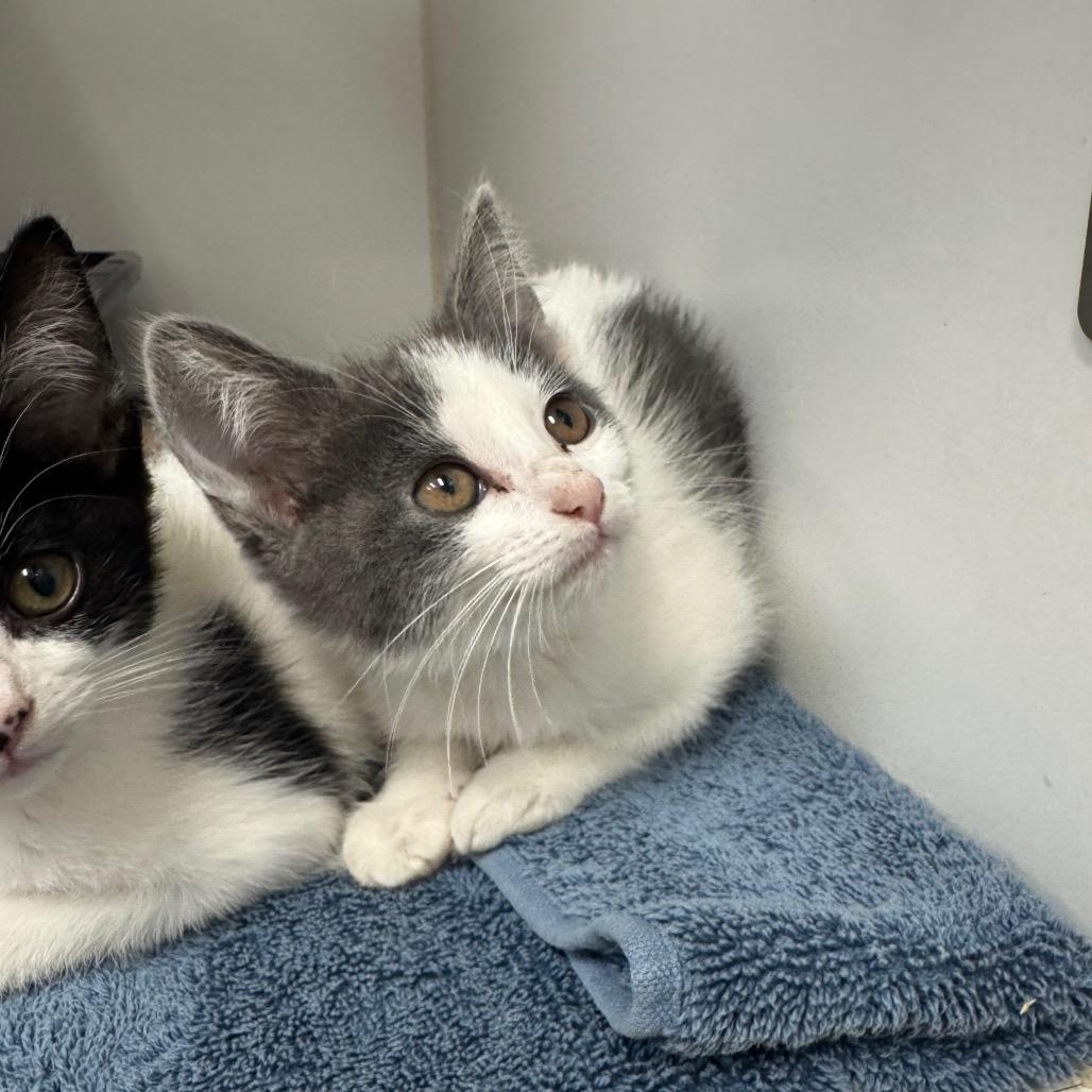 Kenzie, Adoptable, Kitten Female Domestic Short Hair.