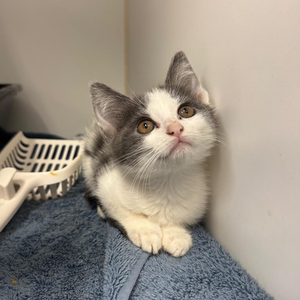 Enlarge Kenzie, a Adoptable Domestic Short Hair in Buellton, CA image 2/2