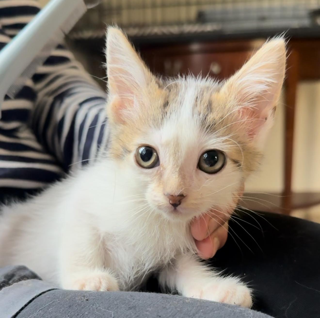 Franklin and Frazier — thumbnail 4