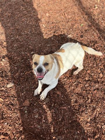 CHEWY, Adoptable, Young Male Terrier & Mixed Breed.