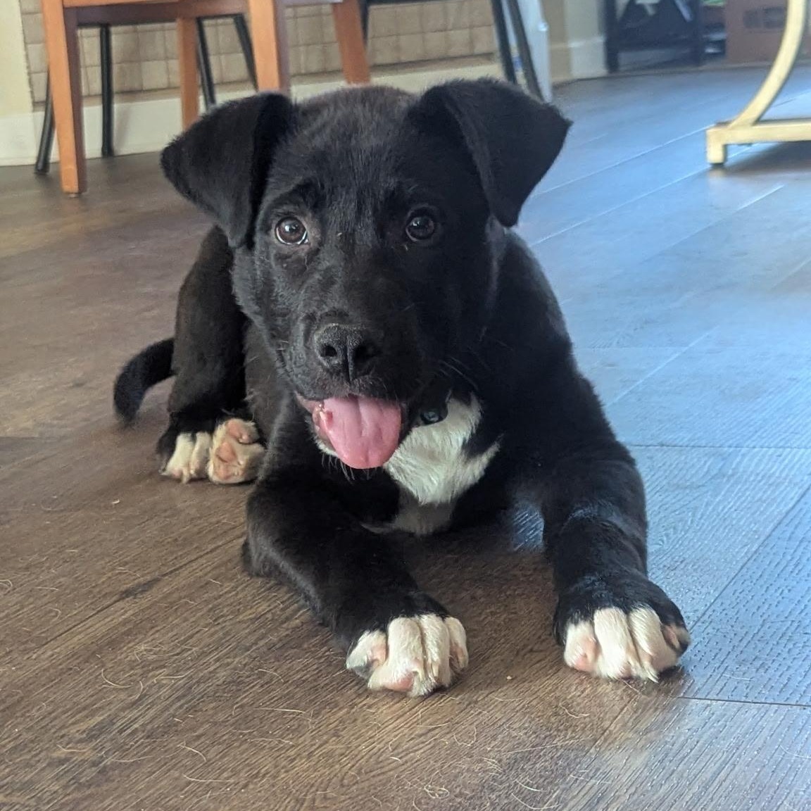 Oreo, a ADOPTABLE mixed breed in Calabash, NC image 5/6