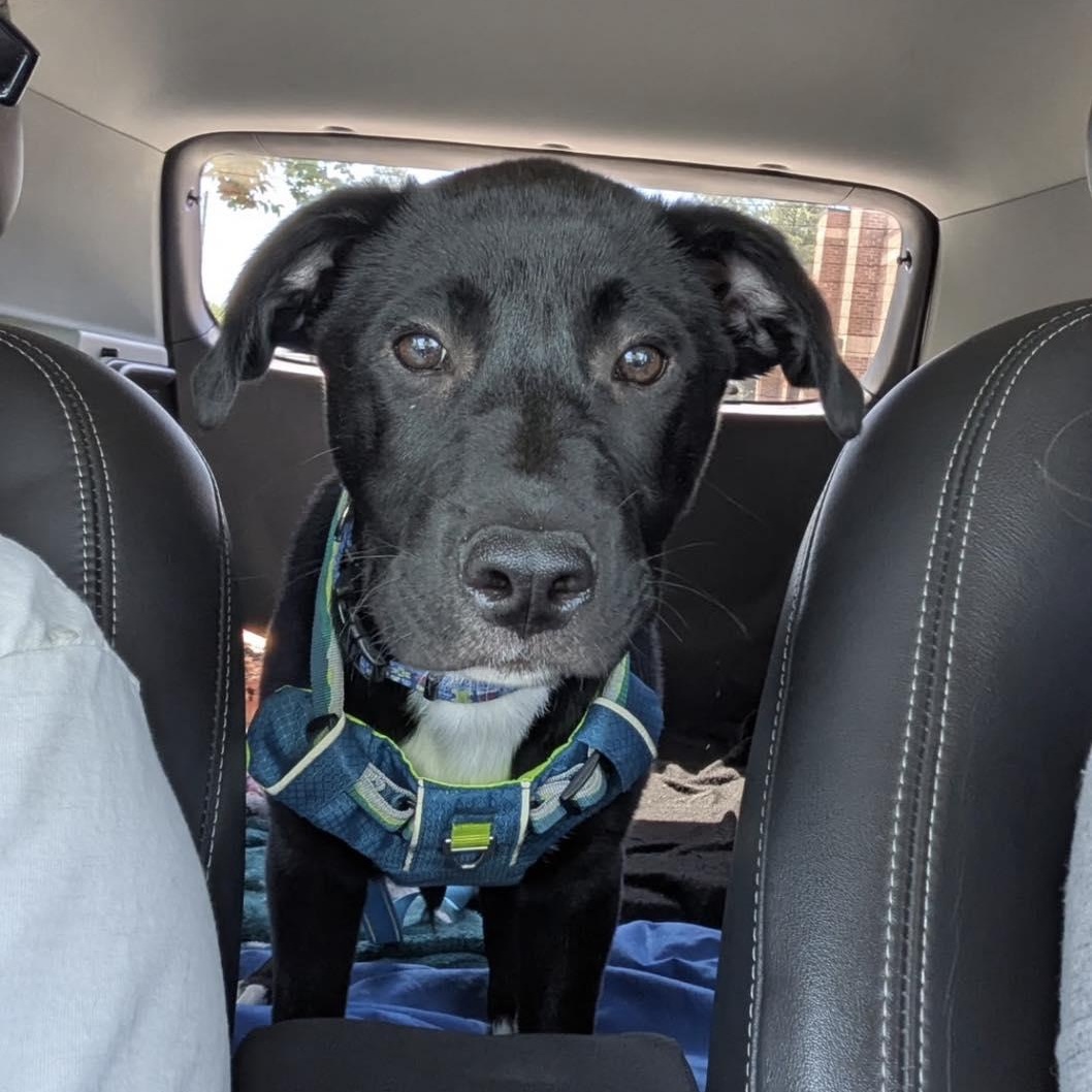 Oreo, a ADOPTABLE mixed breed in Calabash, NC image 4/6