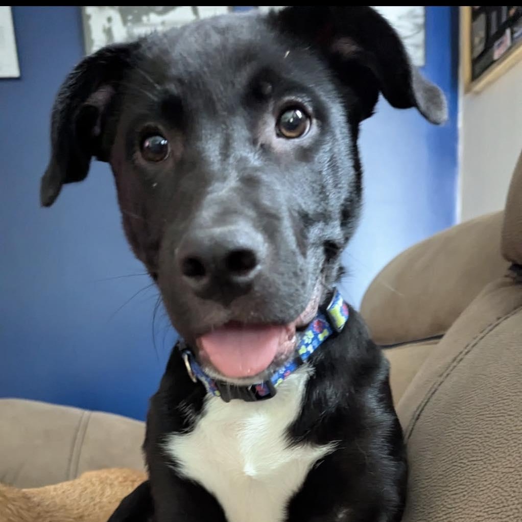 Oreo, a ADOPTABLE mixed breed in Calabash, NC image 6/6