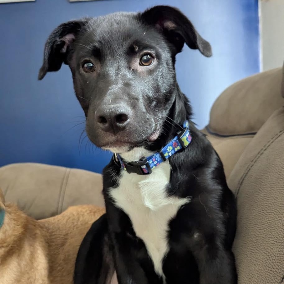 Oreo, a ADOPTABLE mixed breed in Calabash, NC image 2/6