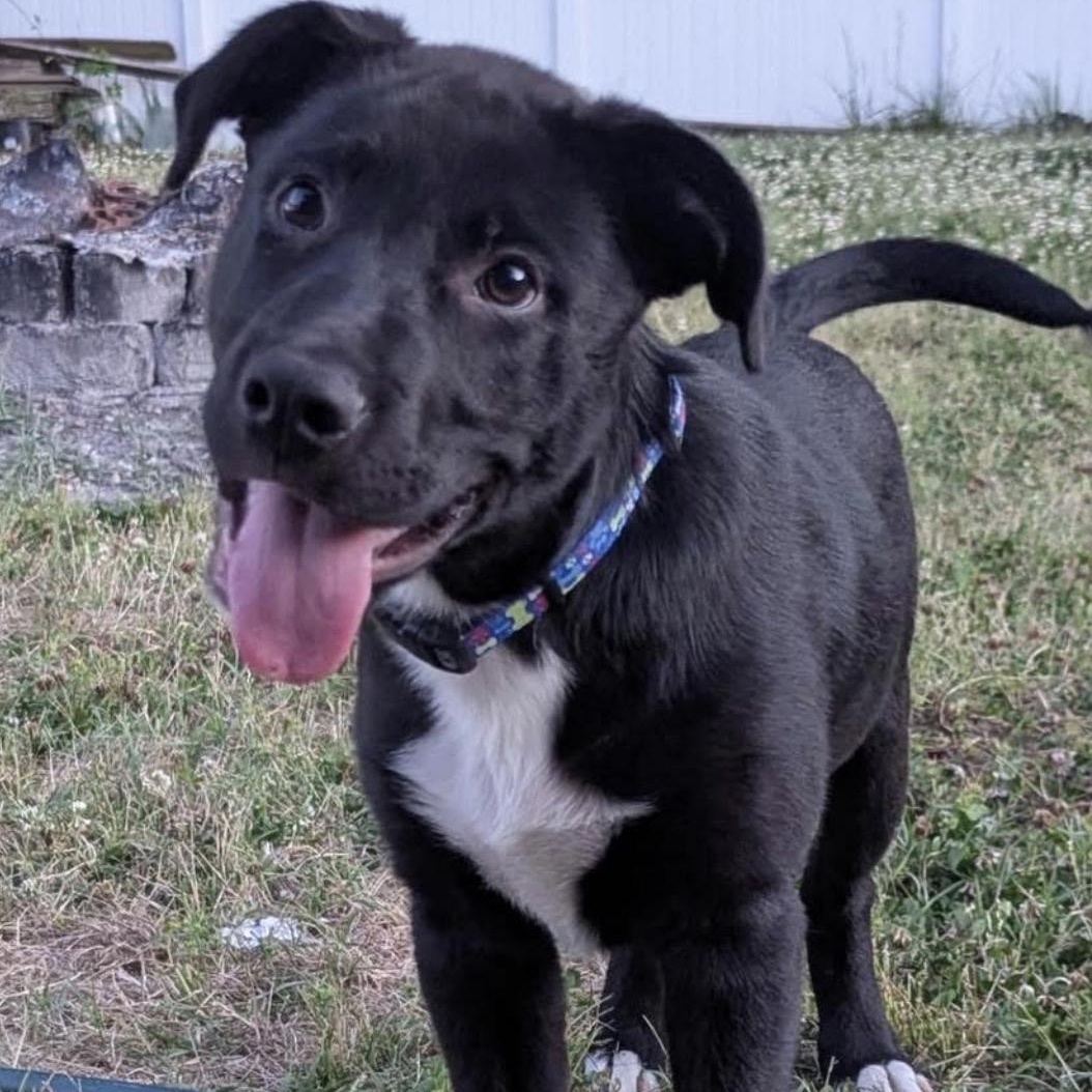 Oreo, a ADOPTABLE mixed breed in Calabash, NC image 3/6