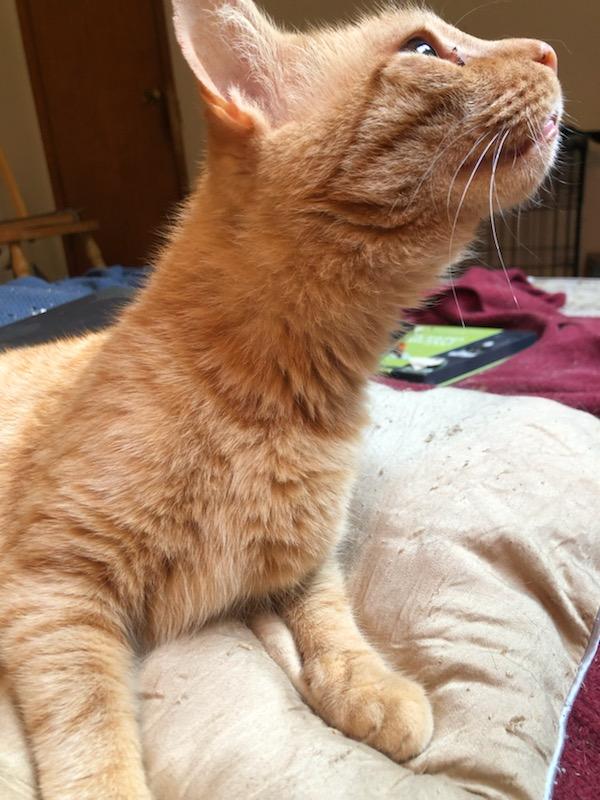 Enlarge Big Blond - his person's going to have to LOVE love!, a Adoptable Domestic Short Hair in Jamaica Plain, MA image 6/6