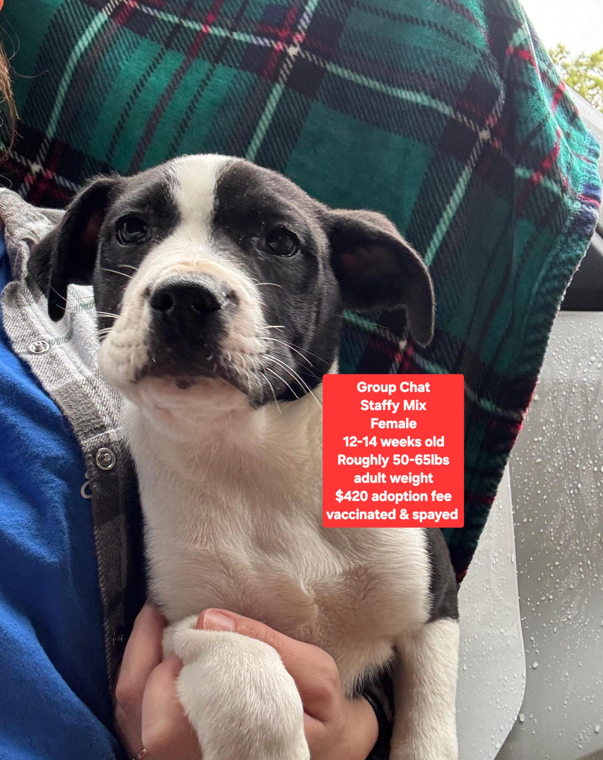 Group Chat, adopted, Puppy Female Staffordshire Bull Terrier.