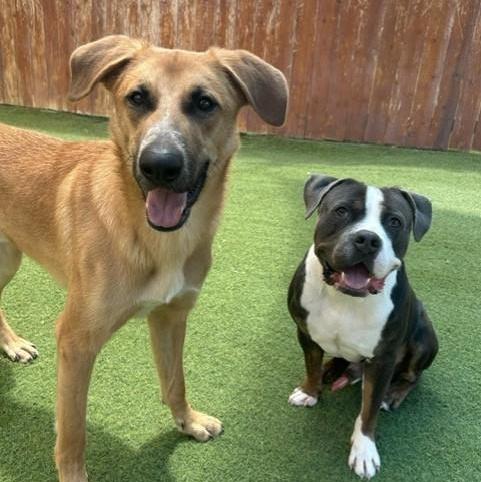 Nash, a ADOPTABLE mixed breed in Williston, VT image 5/6