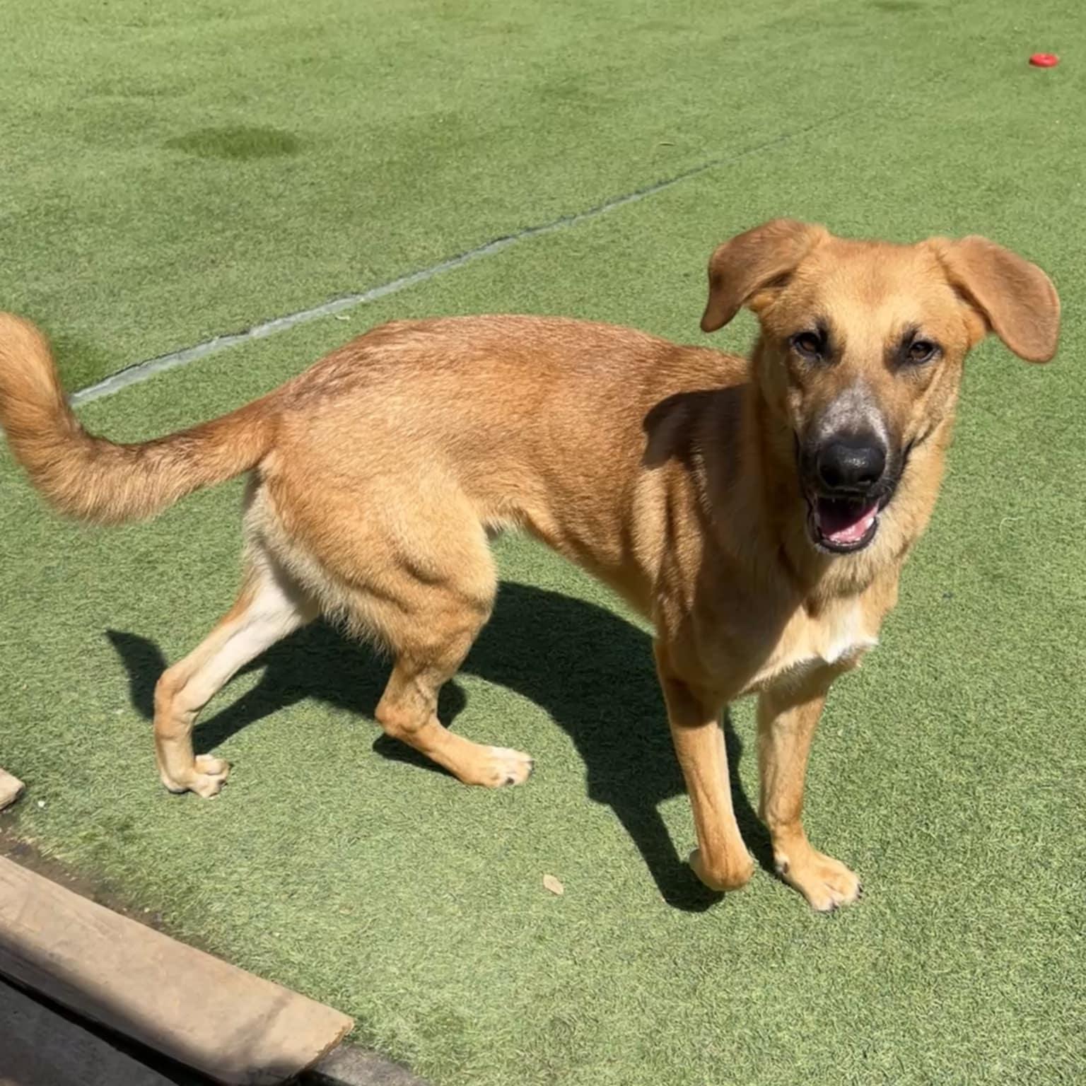 Nash, a ADOPTABLE mixed breed in Williston, VT image 6/6