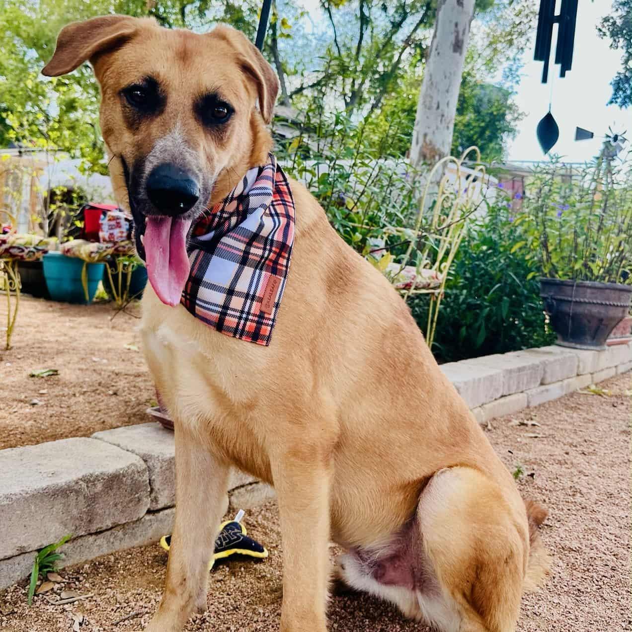 Nash, a ADOPTABLE mixed breed in Williston, VT image 3/6