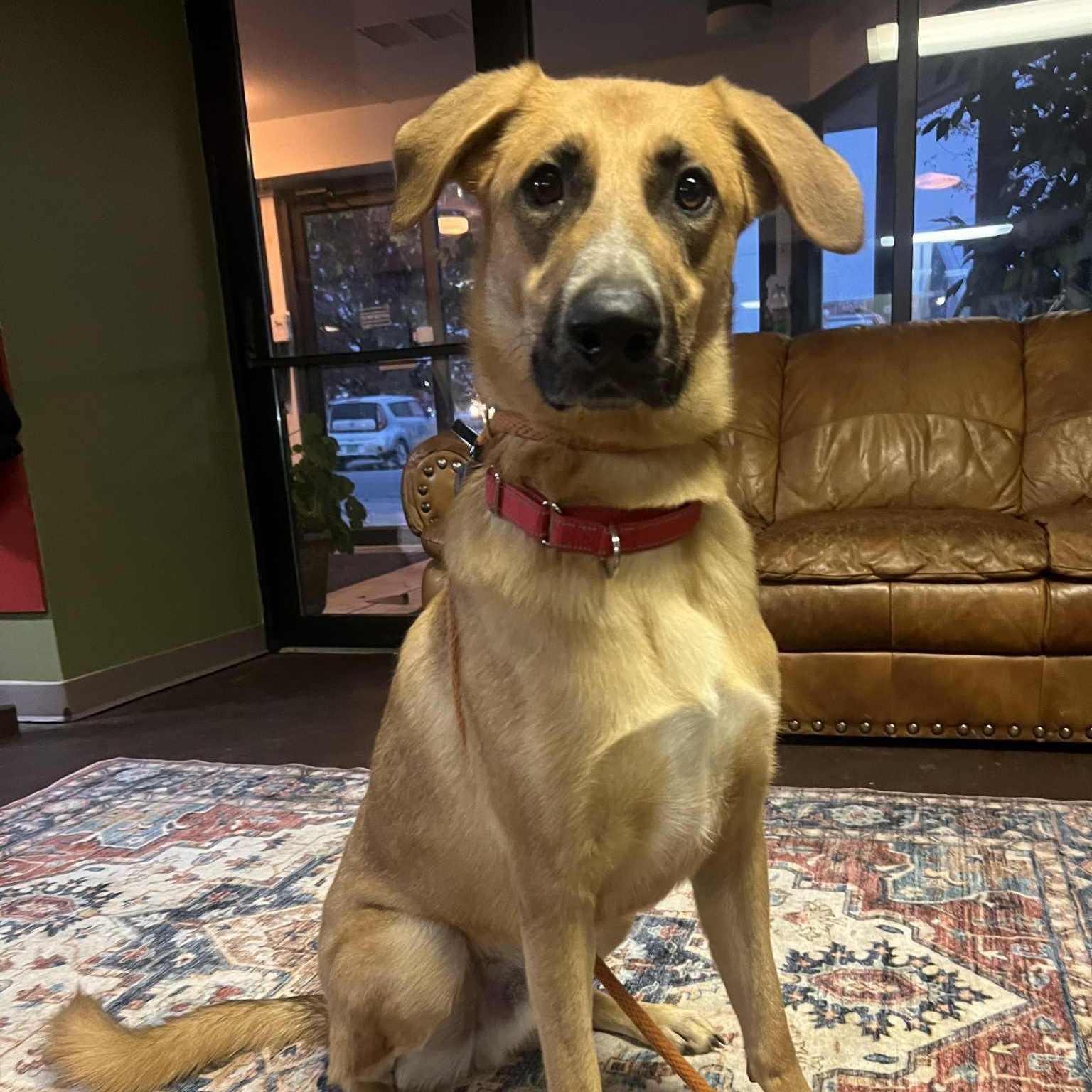 Nash, a ADOPTABLE mixed breed in Williston, VT image 1/6