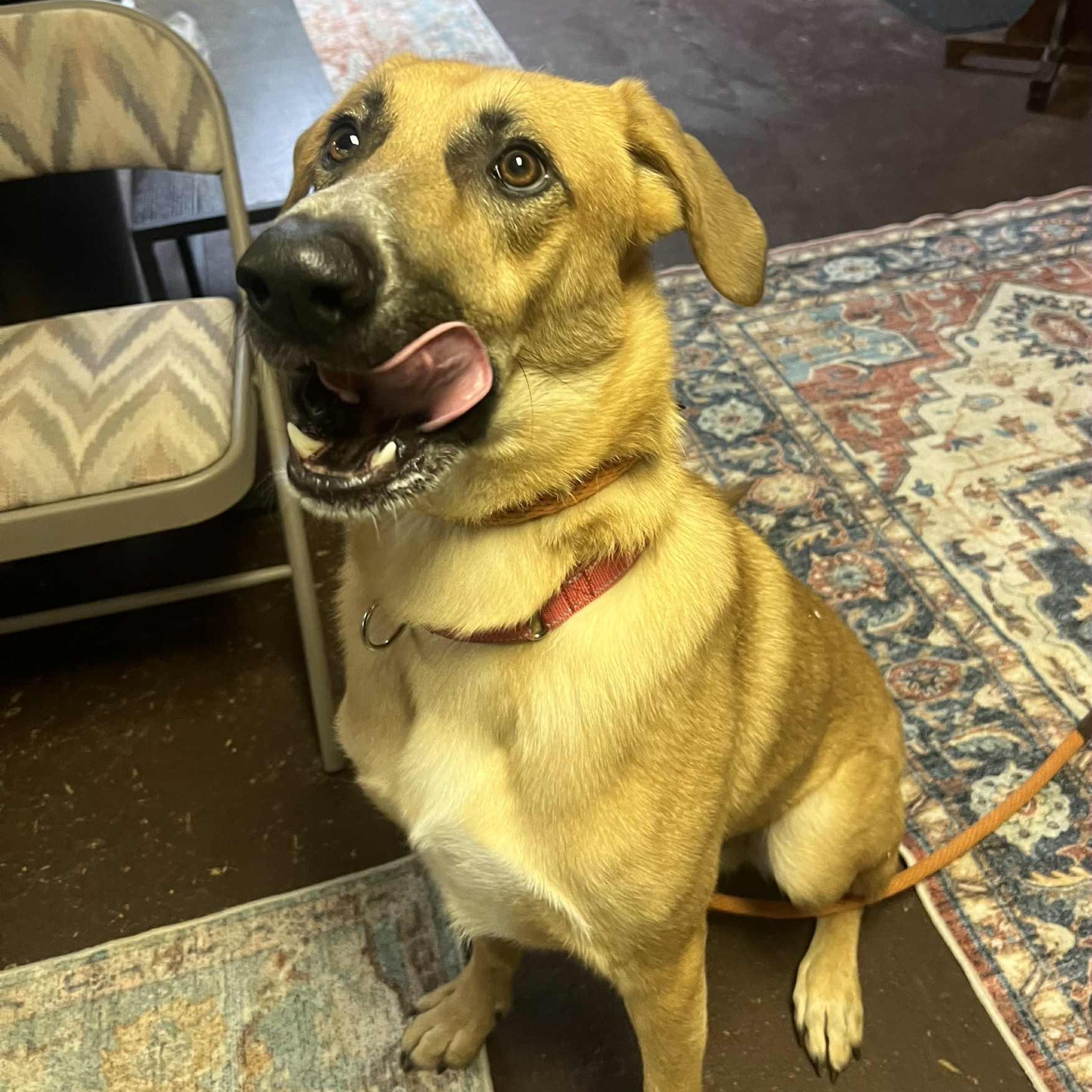 Nash, a ADOPTABLE mixed breed in Williston, VT image 2/6