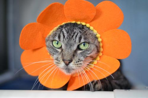 Cindy Ann, a Adoptable mixed breed in Sanford, FL image 3/6