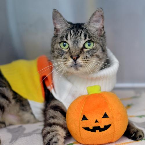 Cindy Ann, a Adoptable mixed breed in Sanford, FL image 4/6