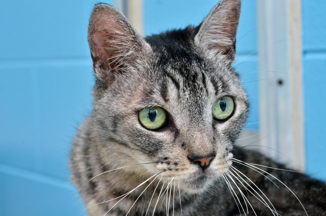 Cindy Ann, a Adoptable mixed breed in Sanford, FL image 5/6