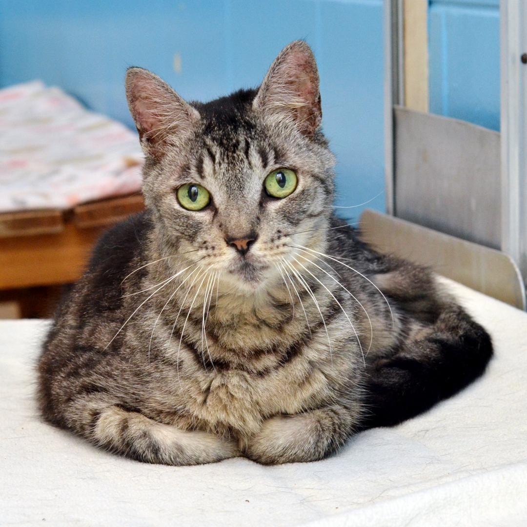 Cindy Ann, a Adoptable mixed breed in Sanford, FL image 6/6