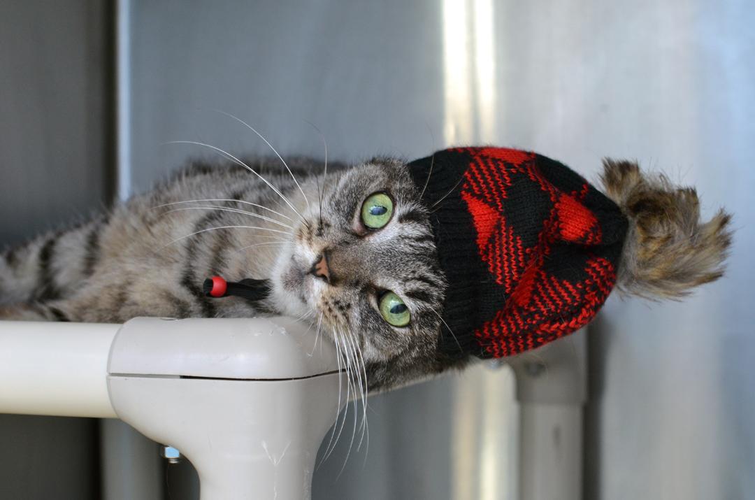 Cindy Ann, Adoptable, Adult Female Domestic Short Hair & Tiger.