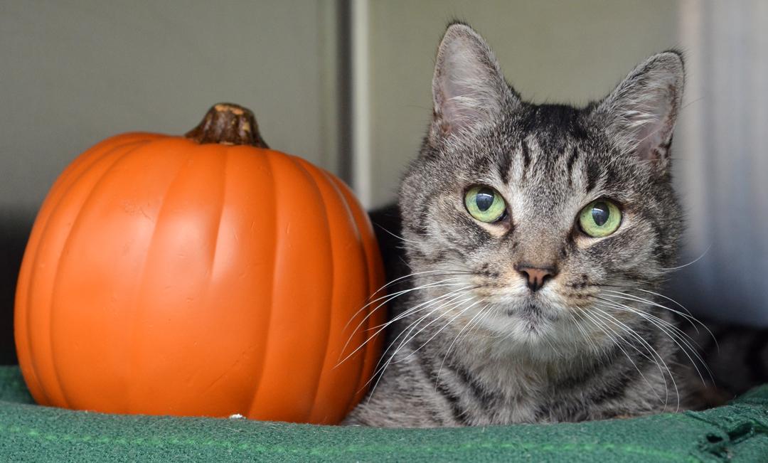 Cindy Ann, a Adoptable mixed breed in Sanford, FL image 2/6