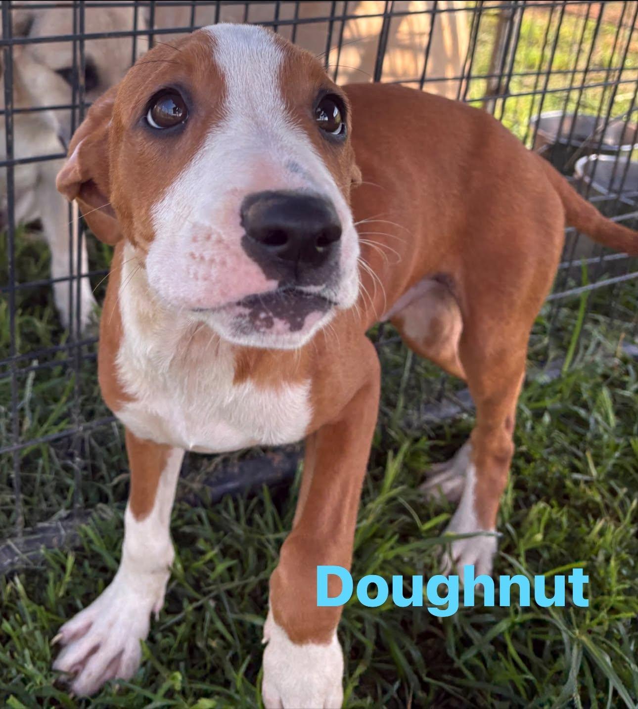 Enlarge Doughnut, an adopted mixed breed in Munfordville, KY image 1/1