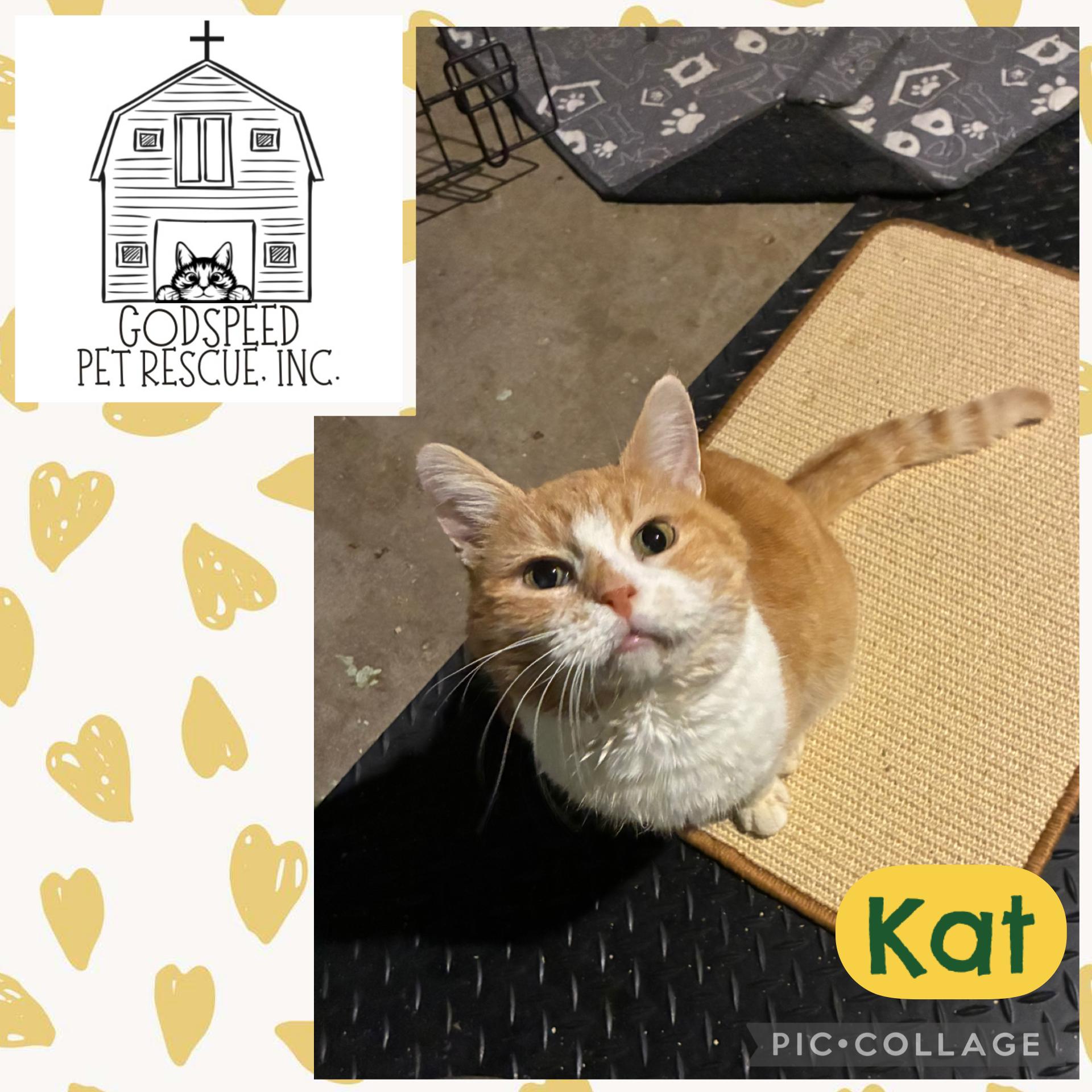 Enlarge Kat, a ADOPTABLE Domestic Short Hair in Ashland, IL image 1/1