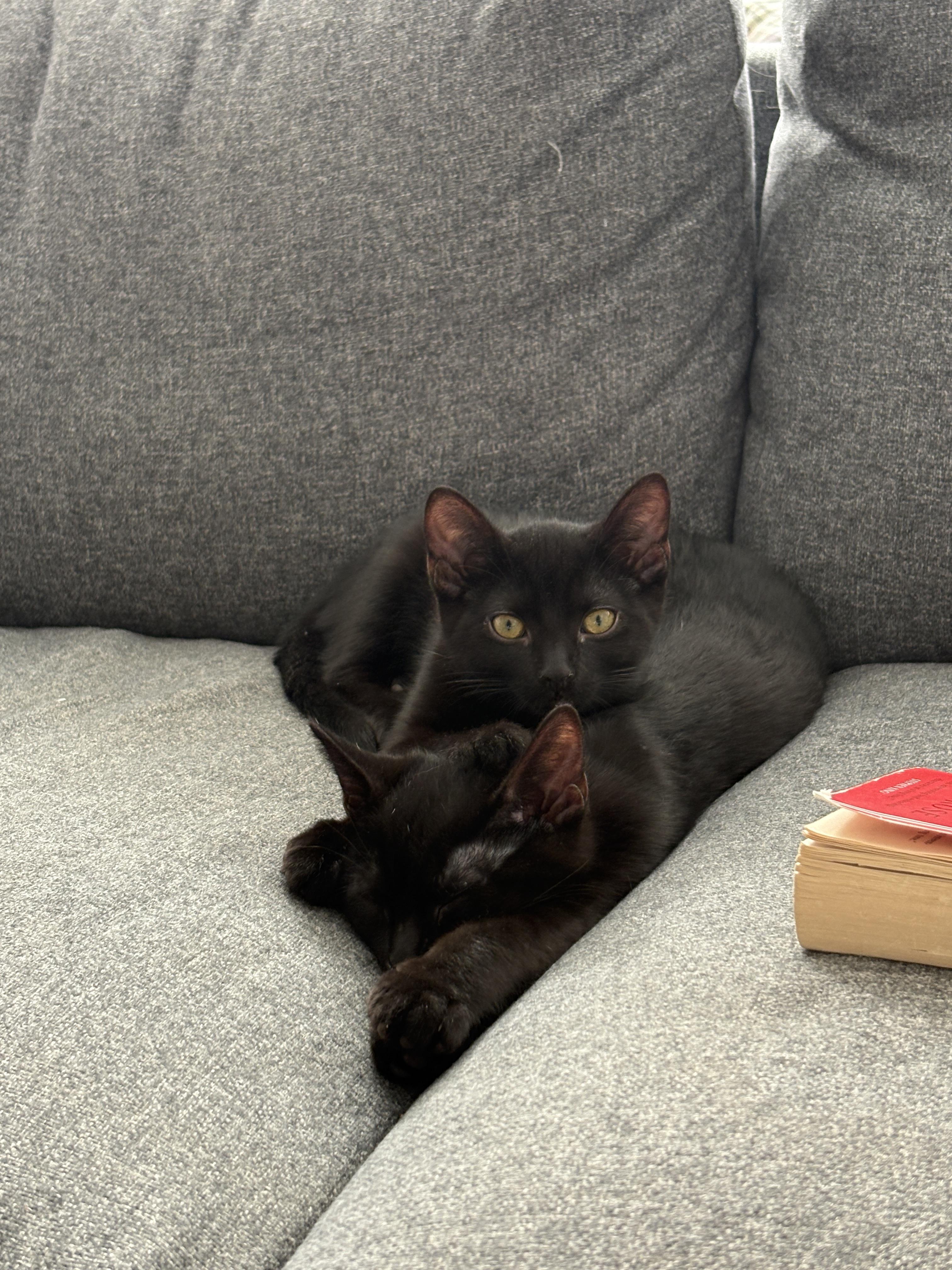 Enlarge Abracadabra *MUST BE ADOPTED W ALAKAZAM OR BUDDY*, a Adoptable Domestic Short Hair in Toronto, ON image 3/6