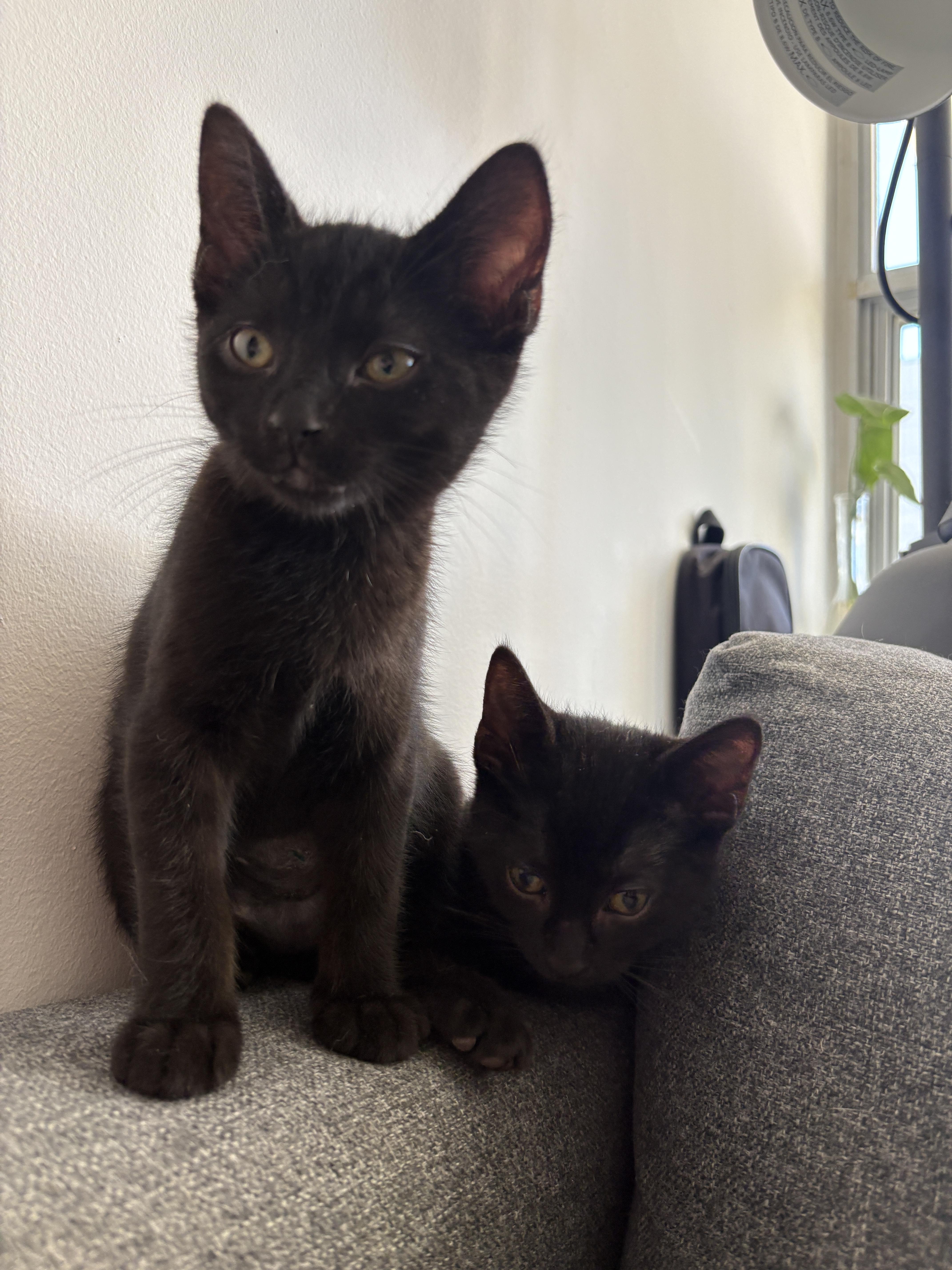 Enlarge Abracadabra *MUST BE ADOPTED W ALAKAZAM OR BUDDY*, a Adoptable Domestic Short Hair in Toronto, ON image 5/6