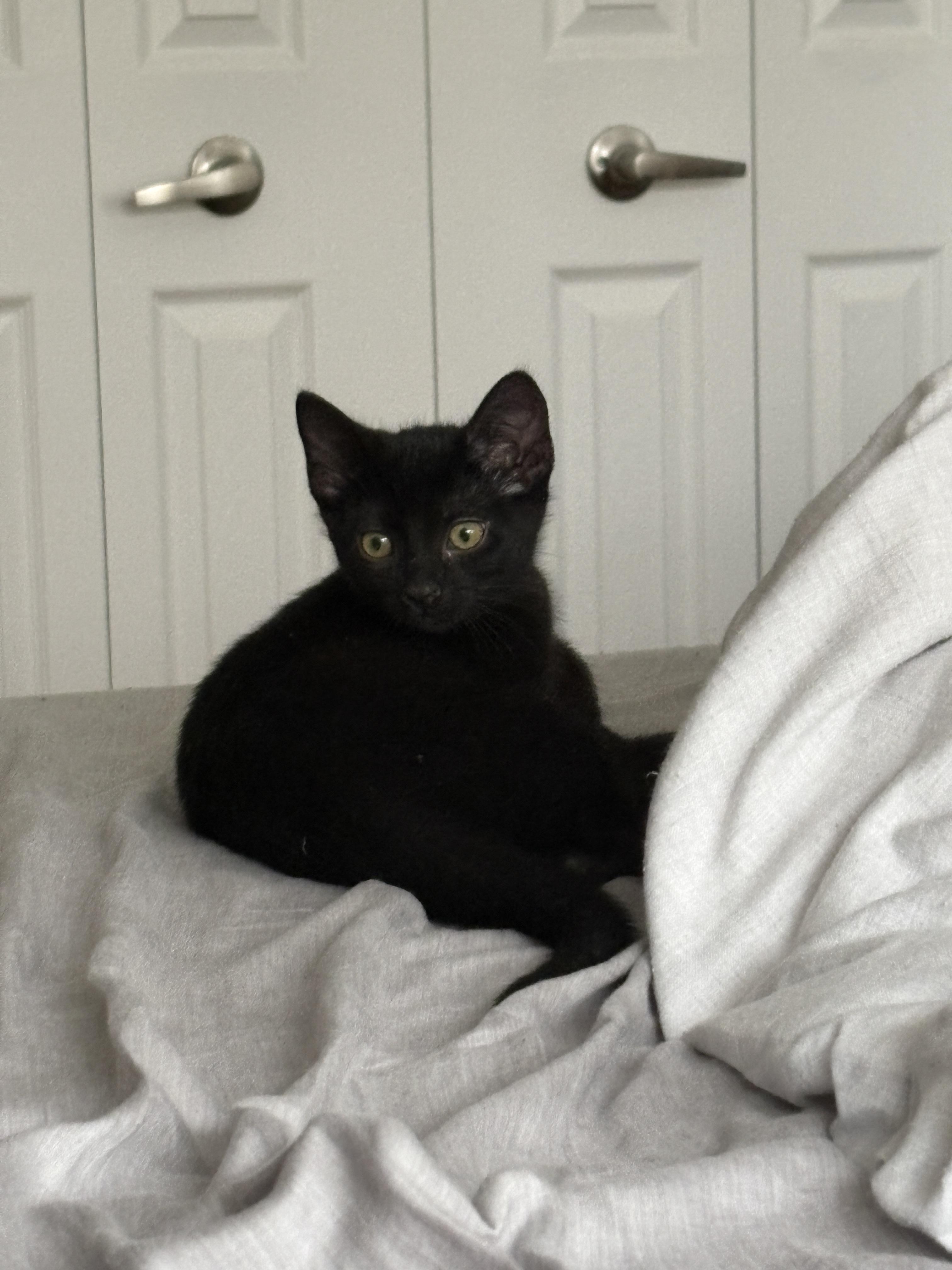 Enlarge Abracadabra *MUST BE ADOPTED W ALAKAZAM OR BUDDY*, a Adoptable Domestic Short Hair in Toronto, ON image 6/6