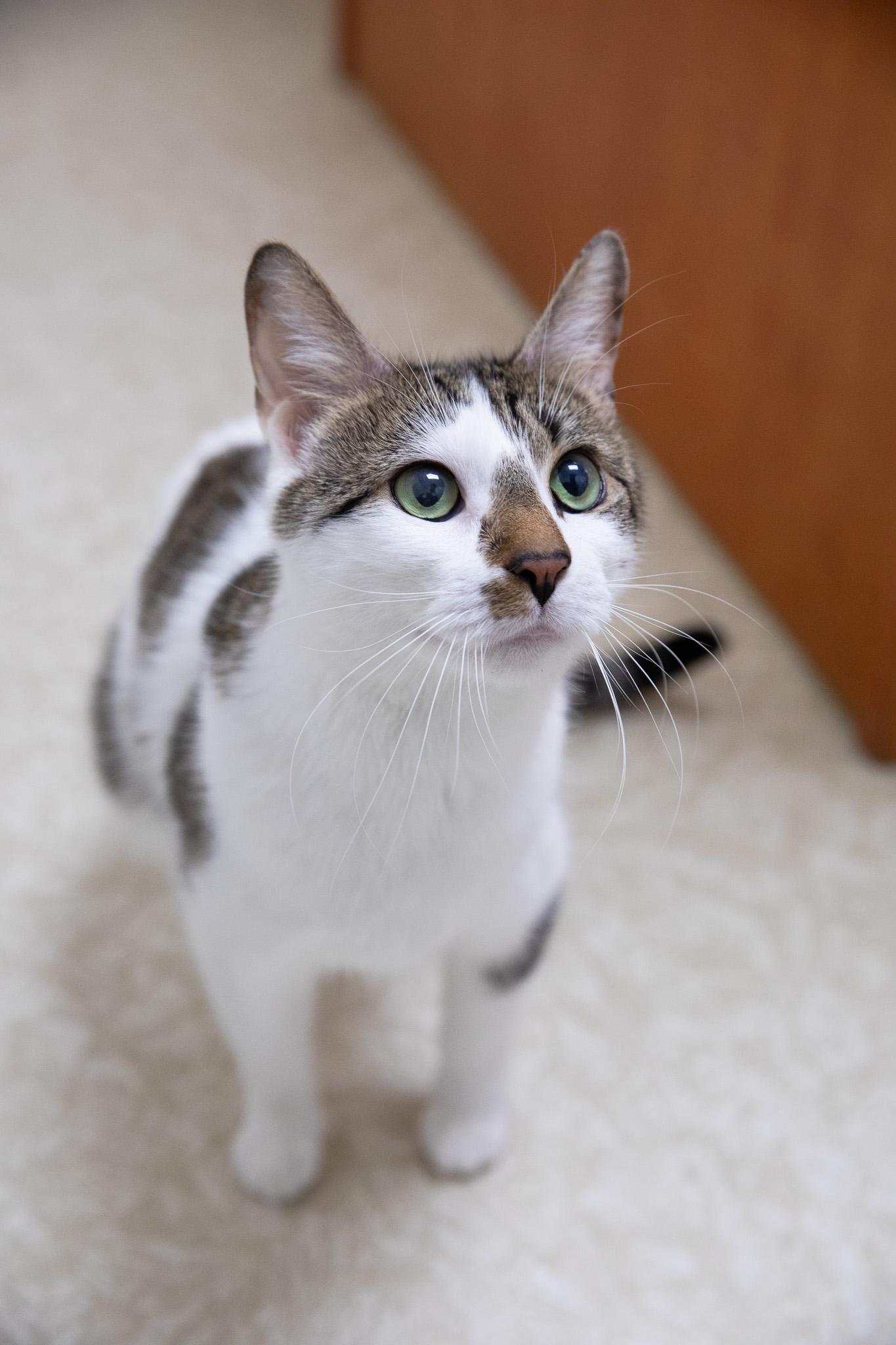 Enlarge Freya, a ADOPTABLE Domestic Short Hair in Montclair, NJ image 5/6