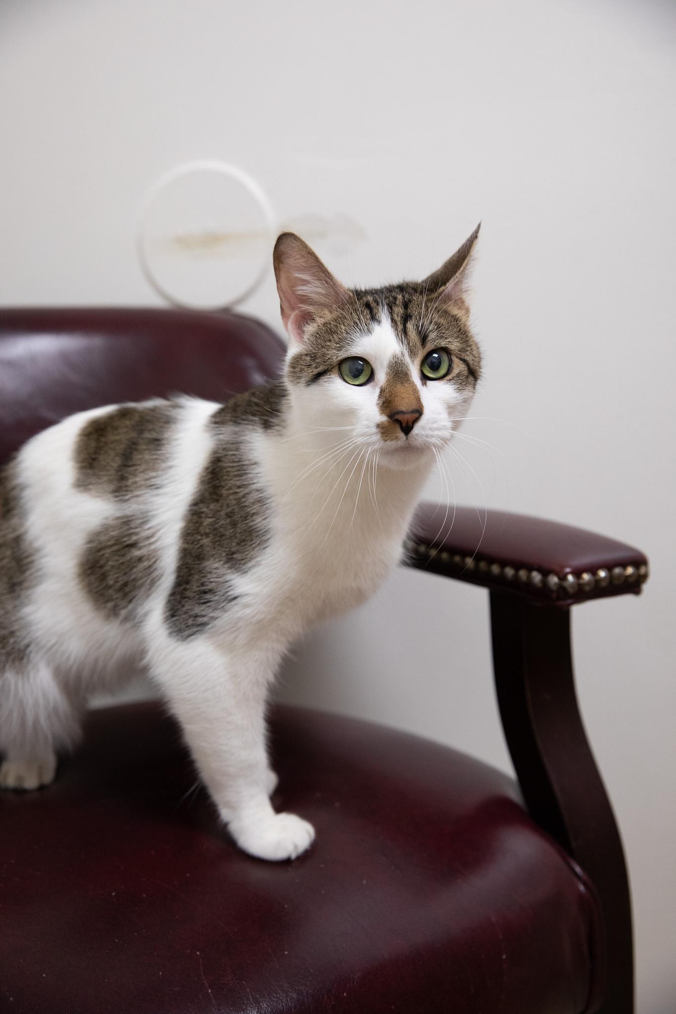 Enlarge Freya, a ADOPTABLE Domestic Short Hair in Montclair, NJ image 6/6
