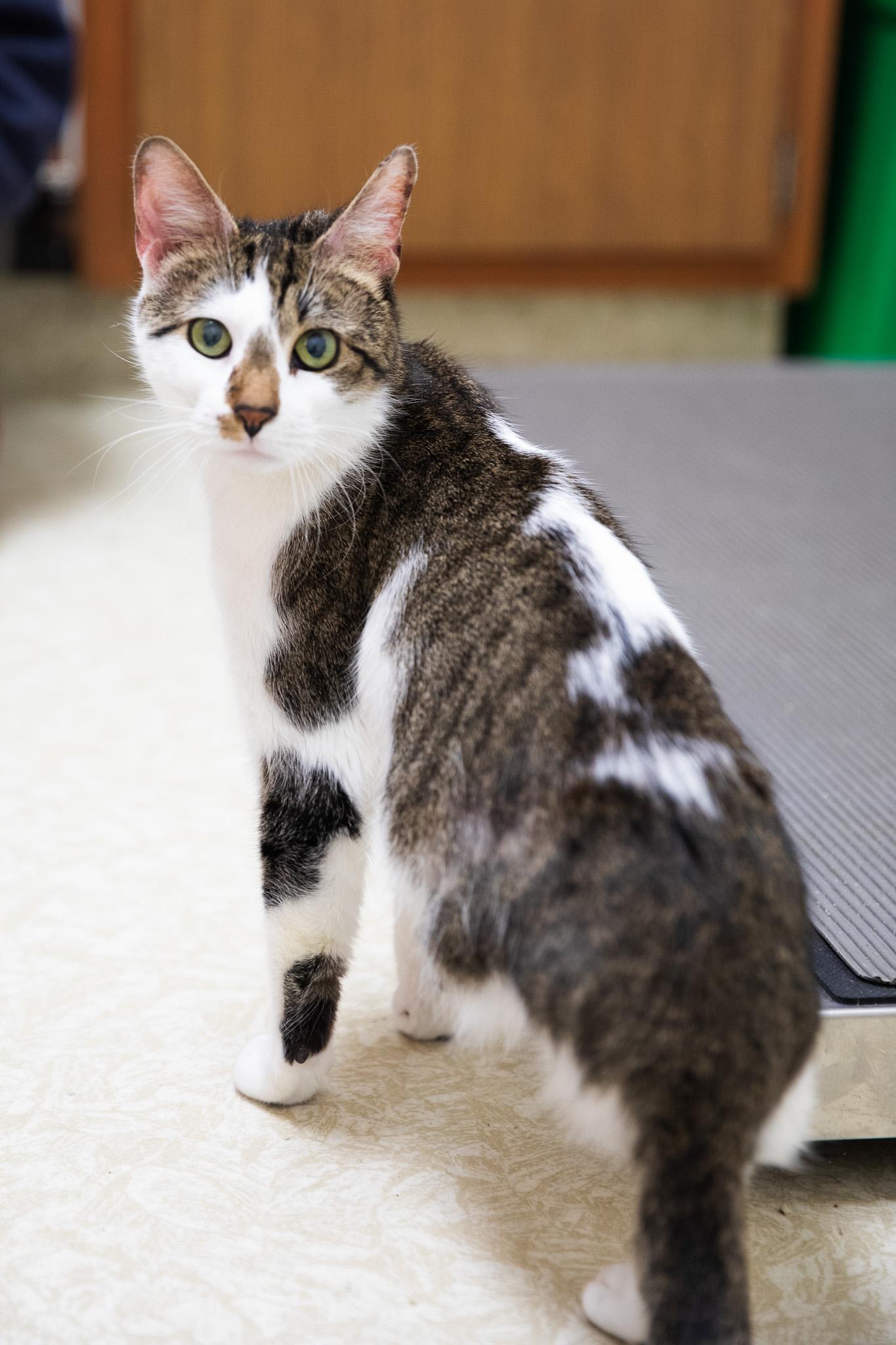 Enlarge Freya, a ADOPTABLE Domestic Short Hair in Montclair, NJ image 4/6