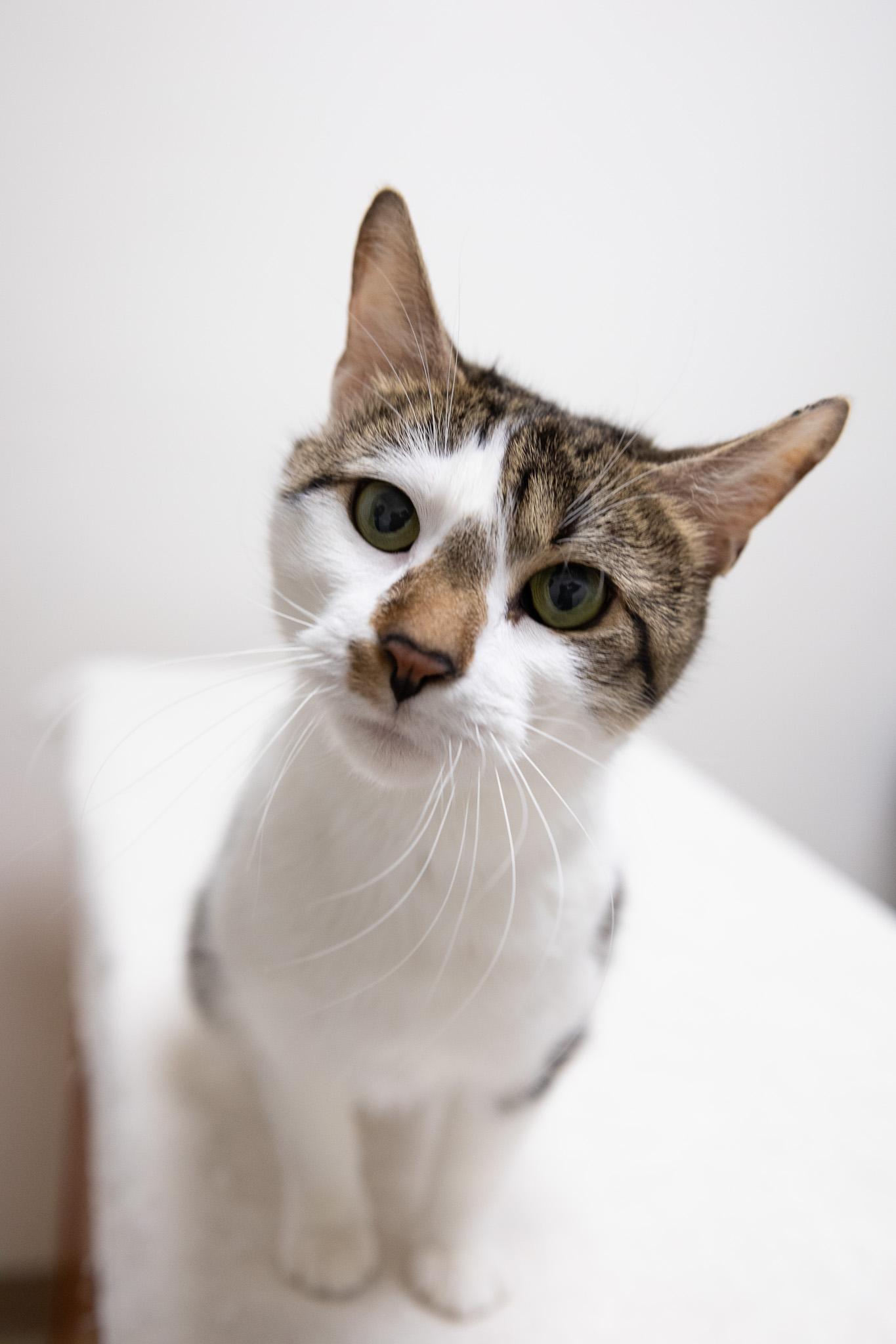 Enlarge Freya, a ADOPTABLE Domestic Short Hair in Montclair, NJ image 2/6