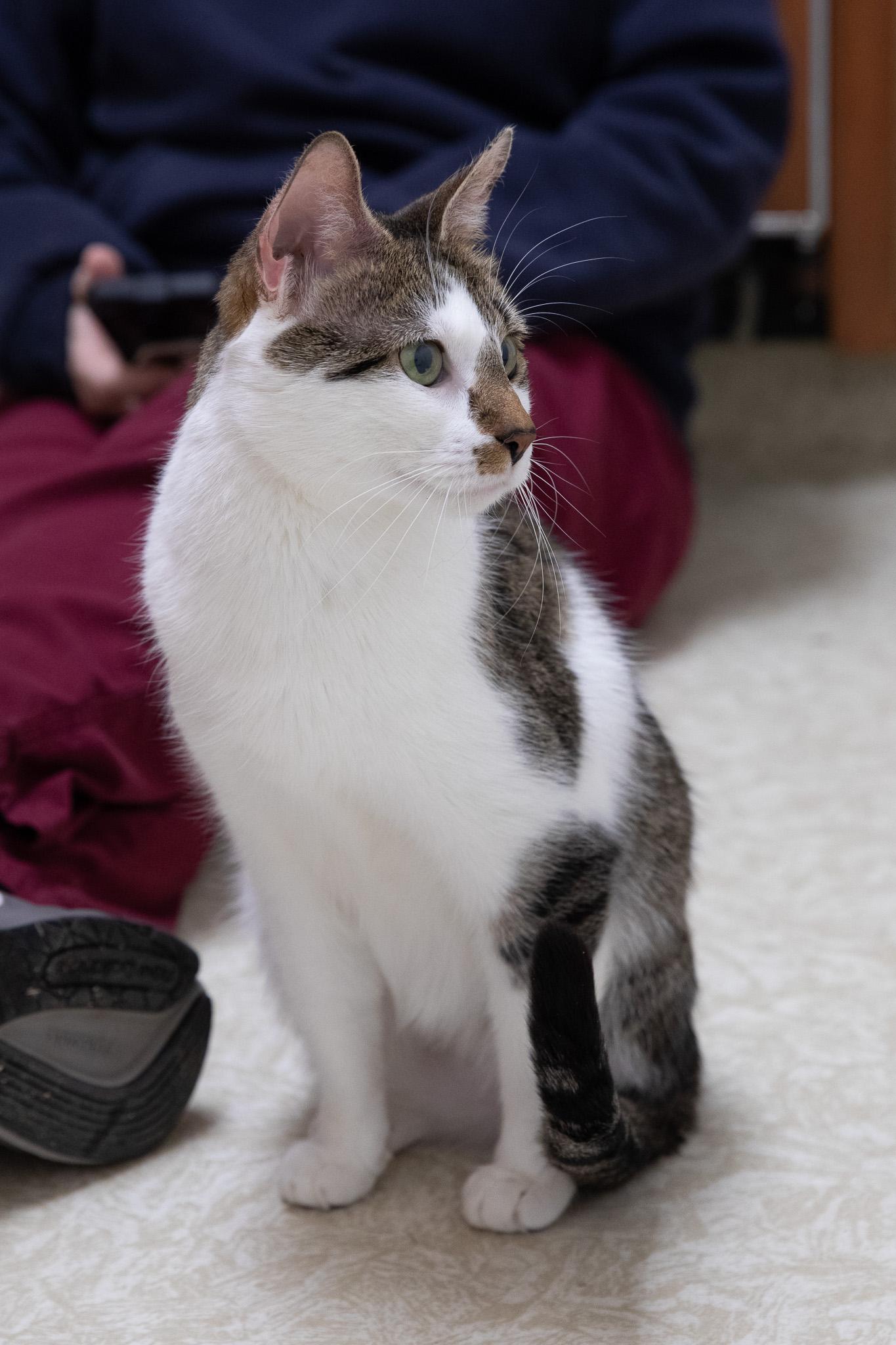 Enlarge Freya, a ADOPTABLE Domestic Short Hair in Montclair, NJ image 3/6
