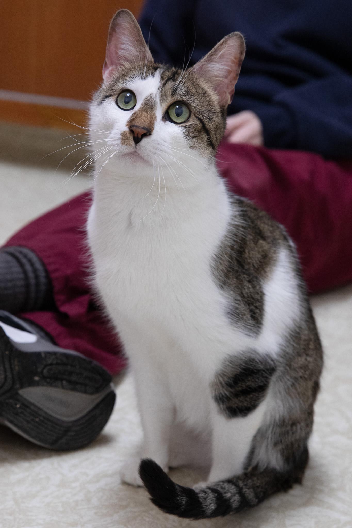 Freya, ADOPTABLE, Adult Female Domestic Short Hair.