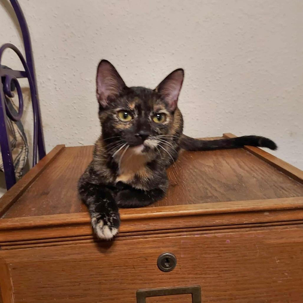 Enlarge Precious , an adopted Tortoiseshell in Harrisburg, PA image 2/6