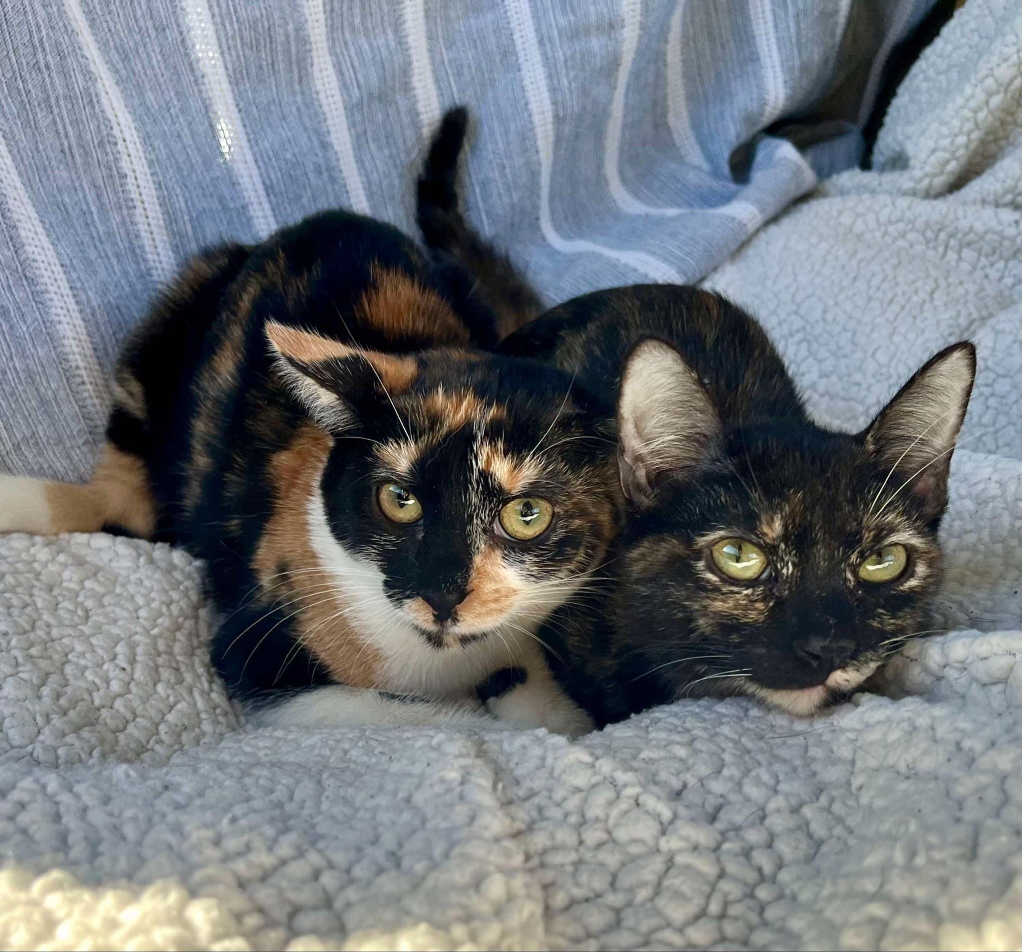 Enlarge Precious , an adopted Tortoiseshell in Harrisburg, PA image 6/6