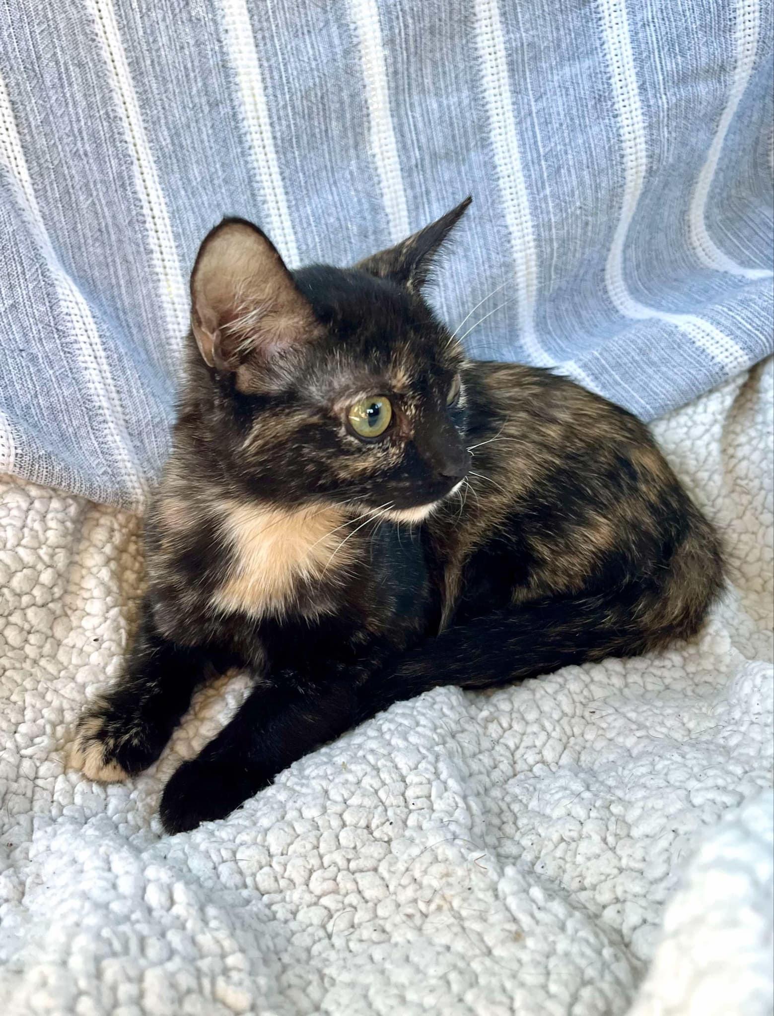 Enlarge Precious , an adopted Tortoiseshell in Harrisburg, PA image 4/6